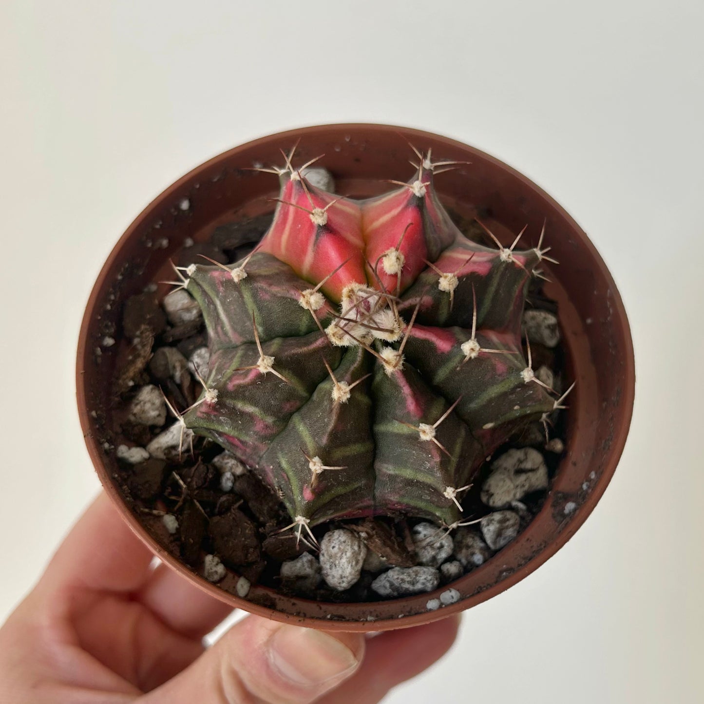 Variegated Moon Cactus (Gymnocalycium mihanovichii variegata) 3.5”pot