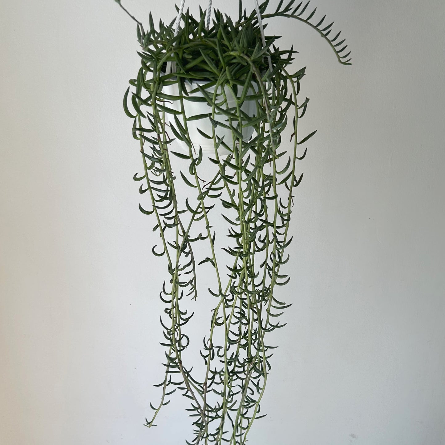 String of Fishhooks (Senecio) 6” hanging basket