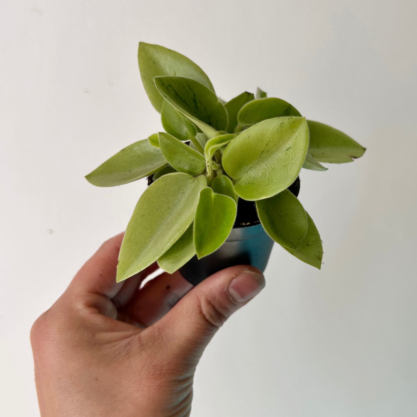Peperomia orba “Pixie Lime” 2.5” pot