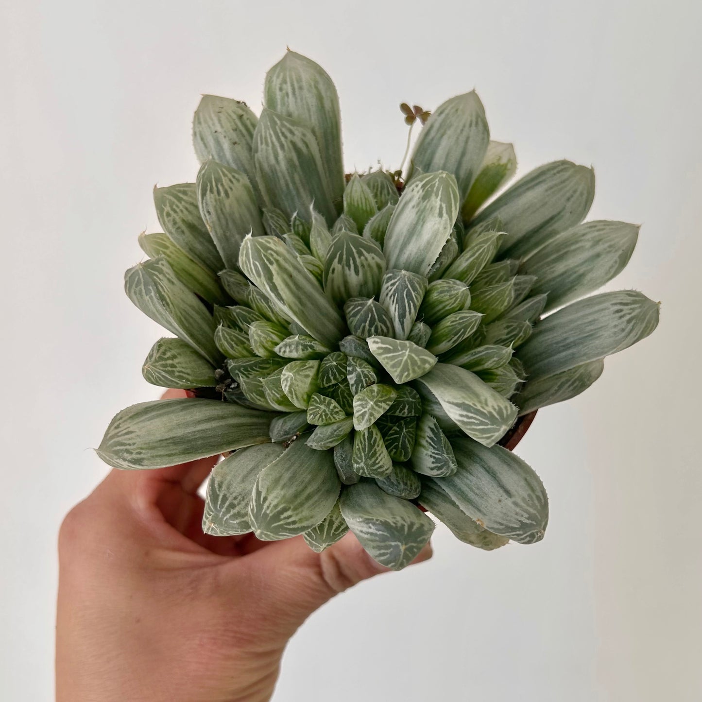 Variegated Haworthia Cooperi “Silver Swirls” 3.5”pot