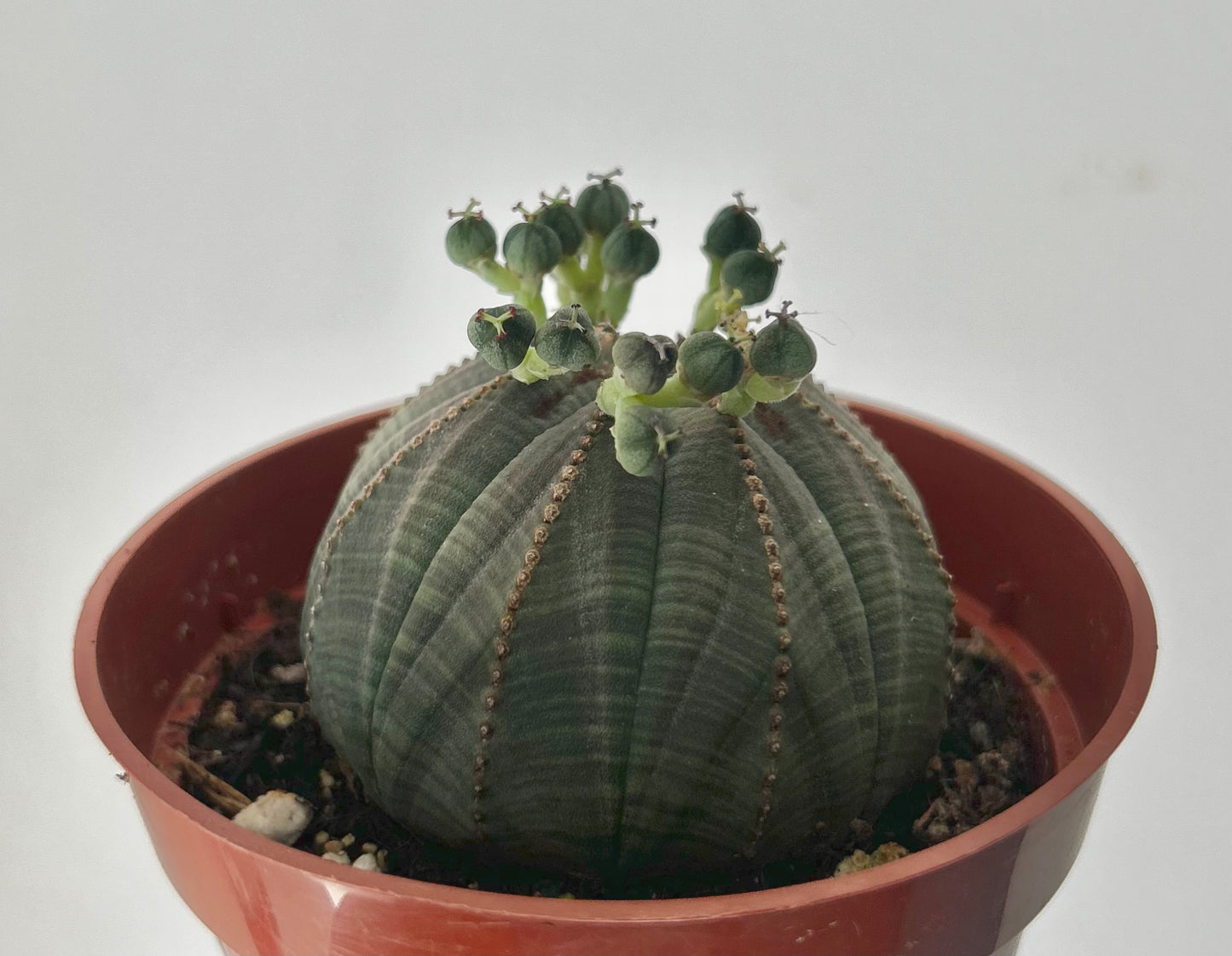 Baseball Plant (Euphorbia Obesa) 4” pot