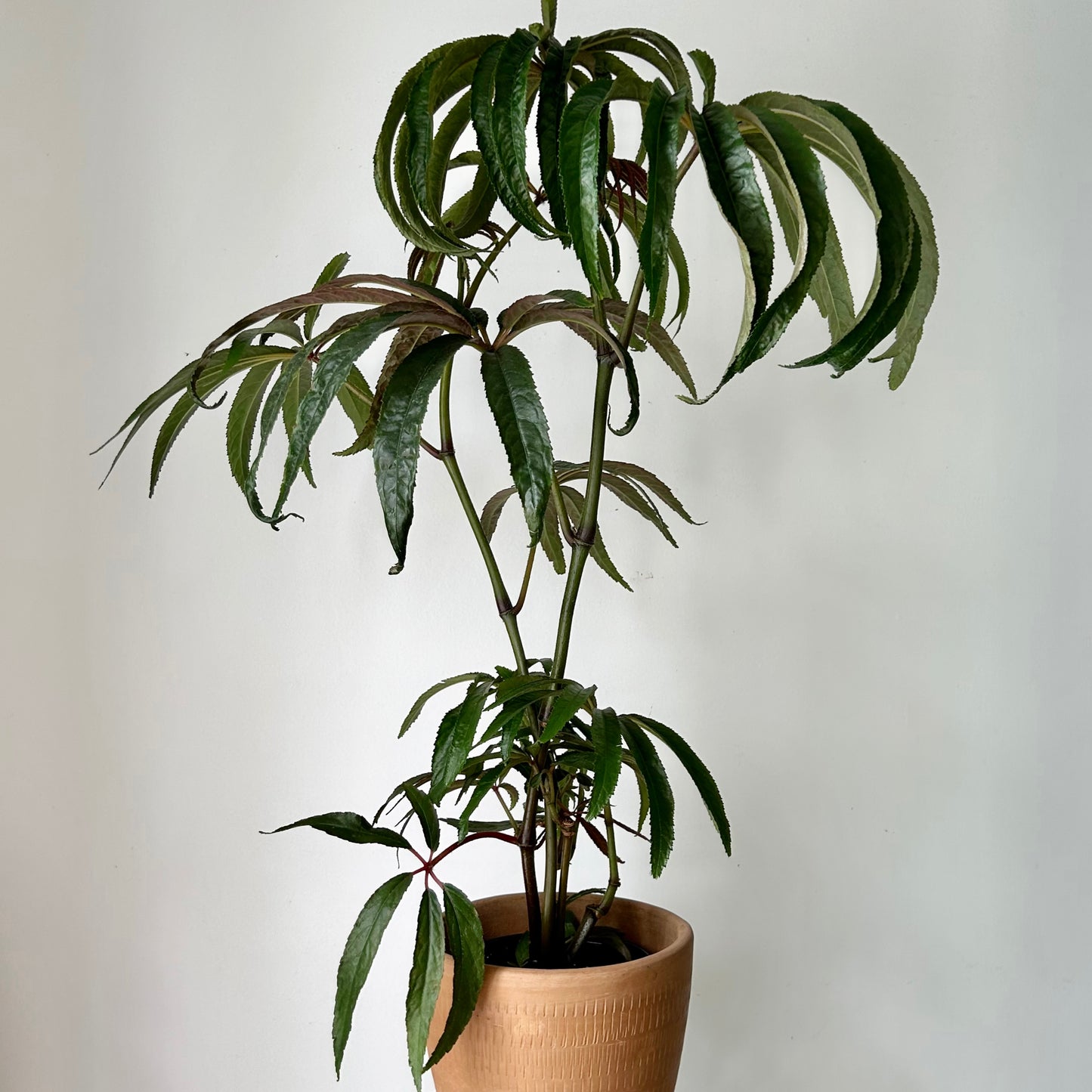 Palm Leaf Begonia (Luxurians) approximately 2 ft tall in 6”pot