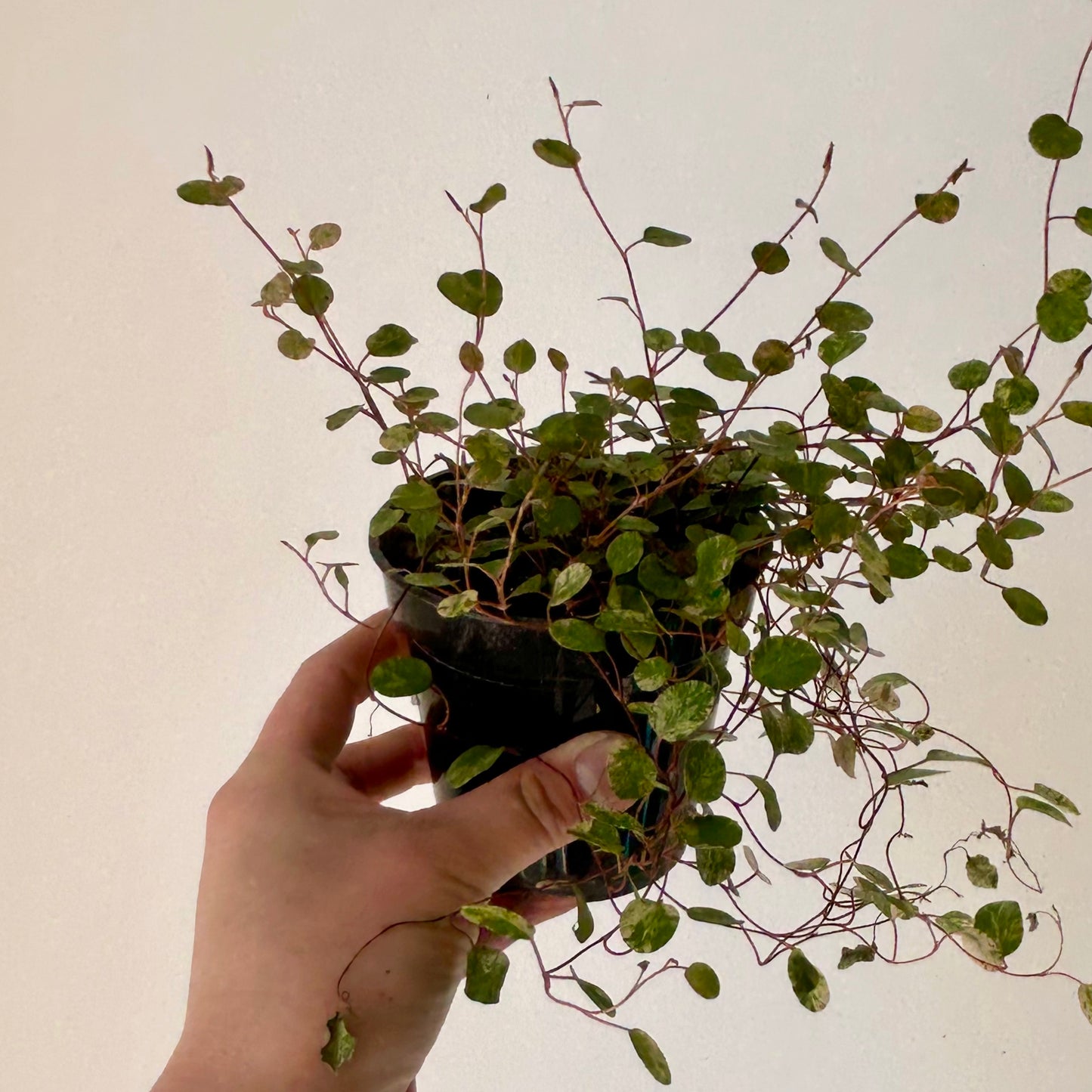 Variegated Angel Vine (Muehlenbeckia) 3.5” pot
