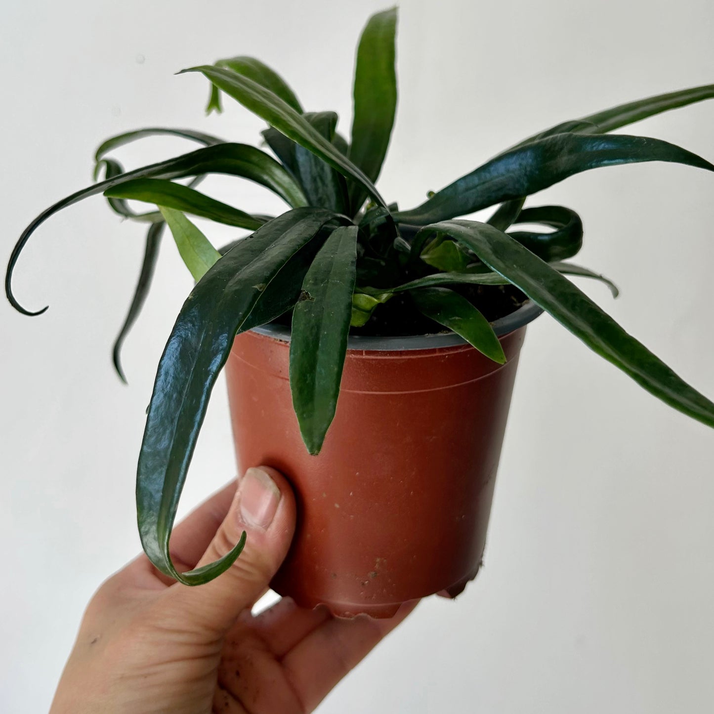 Blue Oil Fern (Microsorum thailandicum) 4” pot