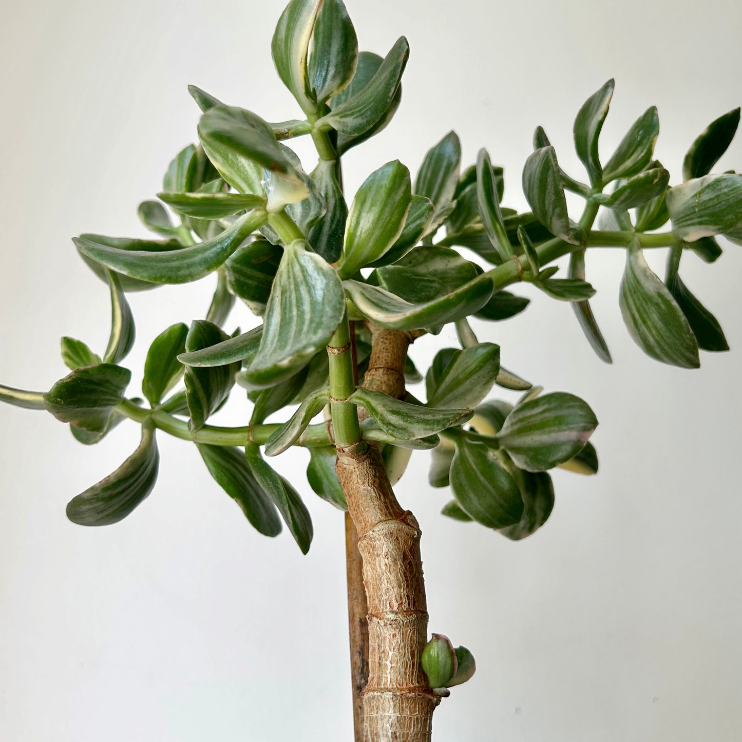 Variegated Jade Succulent Tree (Crassula Ovata Tricolour) 6”pot