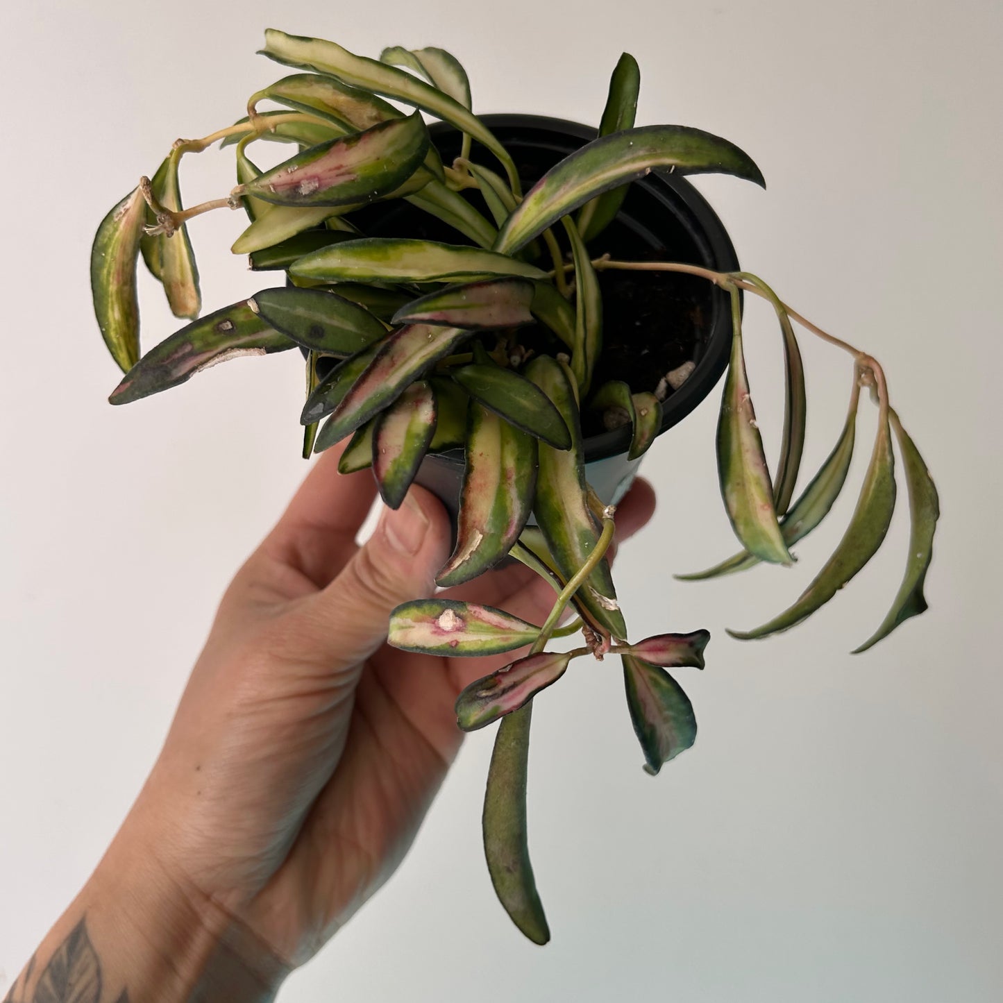 Variegated Hoya Kentiana 3.5”pot