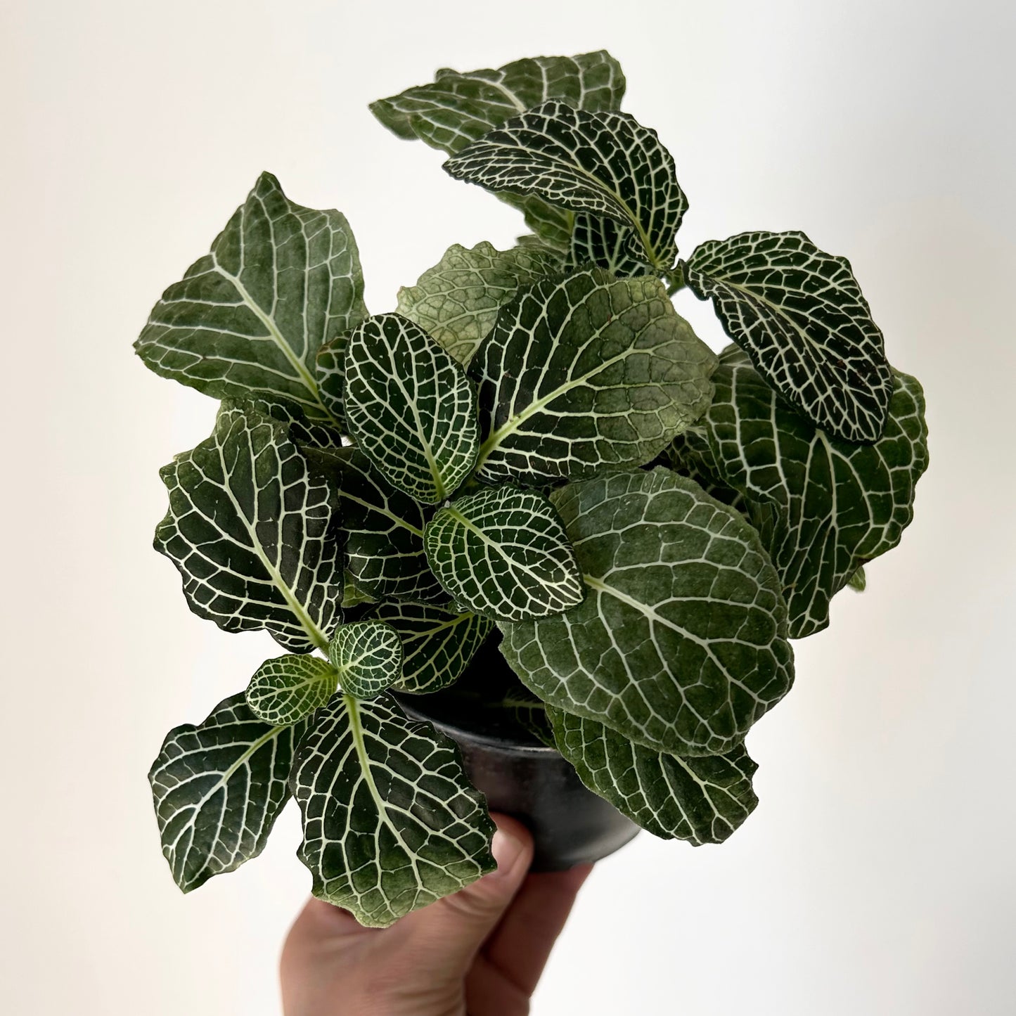 Nerve Plant (Fittonia) 4”pot