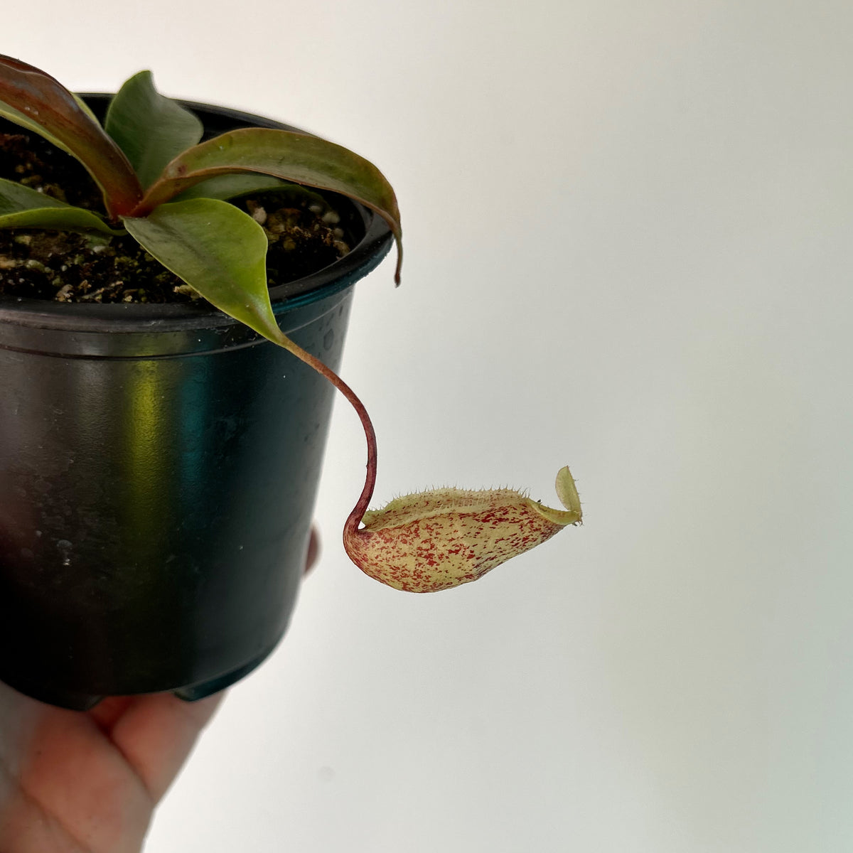 Nepenthes × hookeriana 3.5” pot