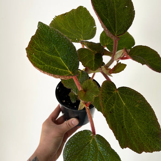 Begonia “Morocco” 4”pot