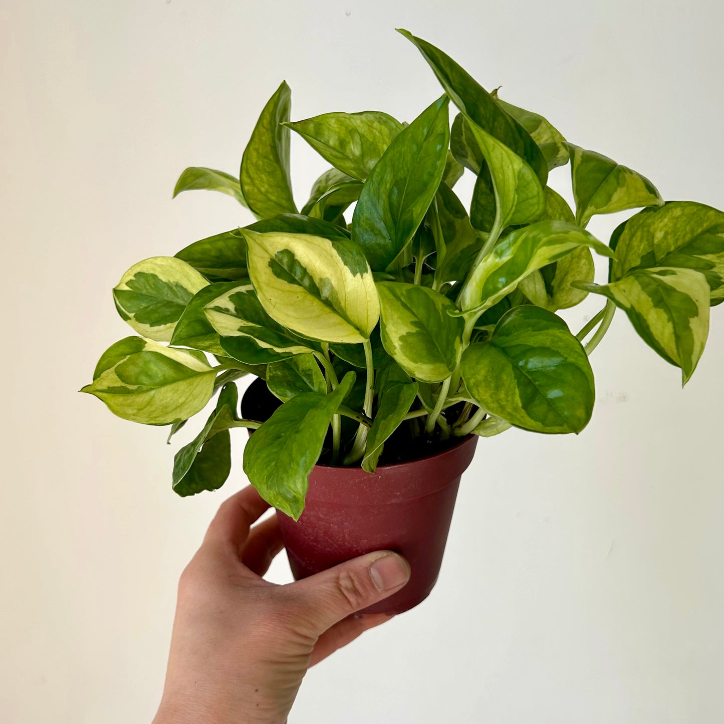 Pothos “Lemon Meringue” 4.25”pot