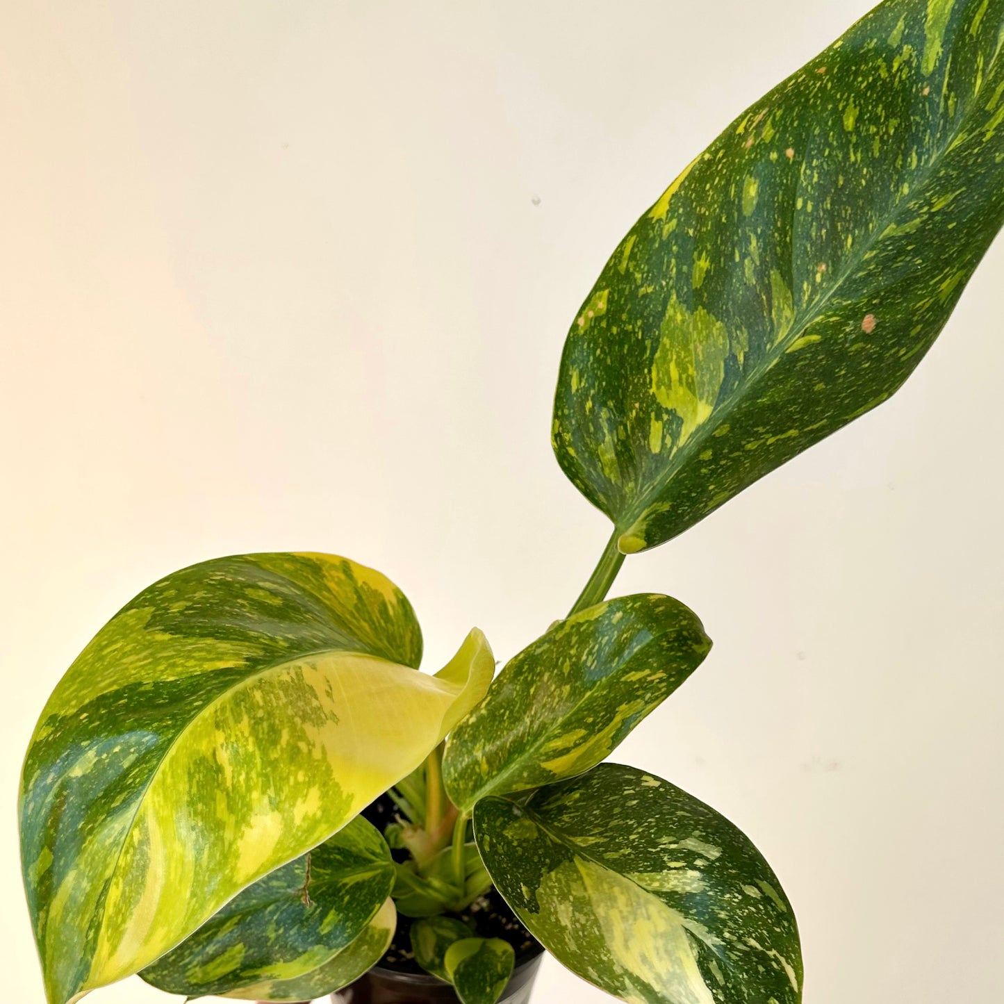 Variegated Philodendron Green Congo Nuclear 4” pots