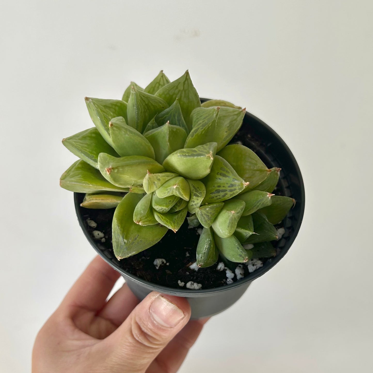 Haworthia cuspidata 3.5” pot