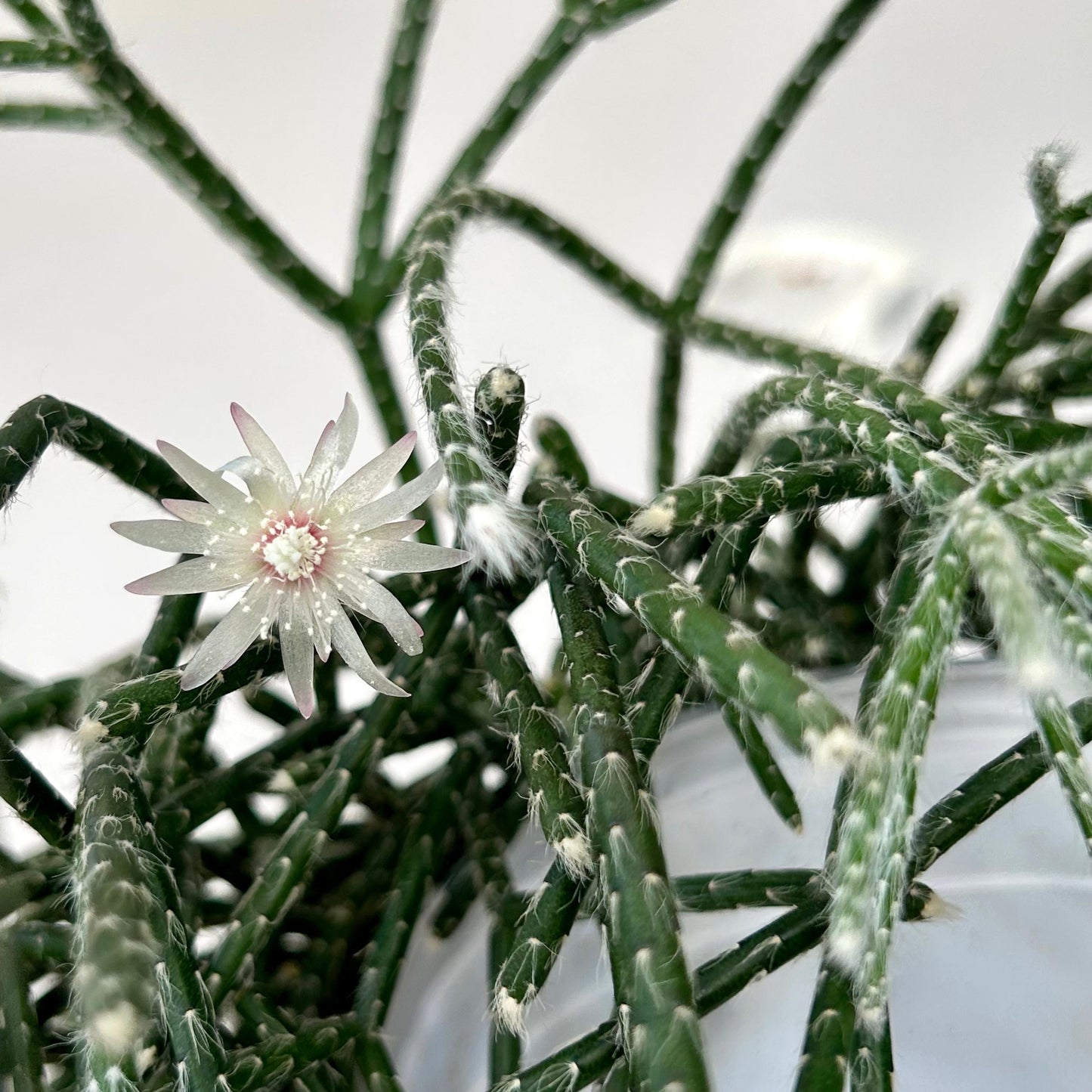 Hairy-Stemmed Rhipsalis (pilocarpa) 5” pot