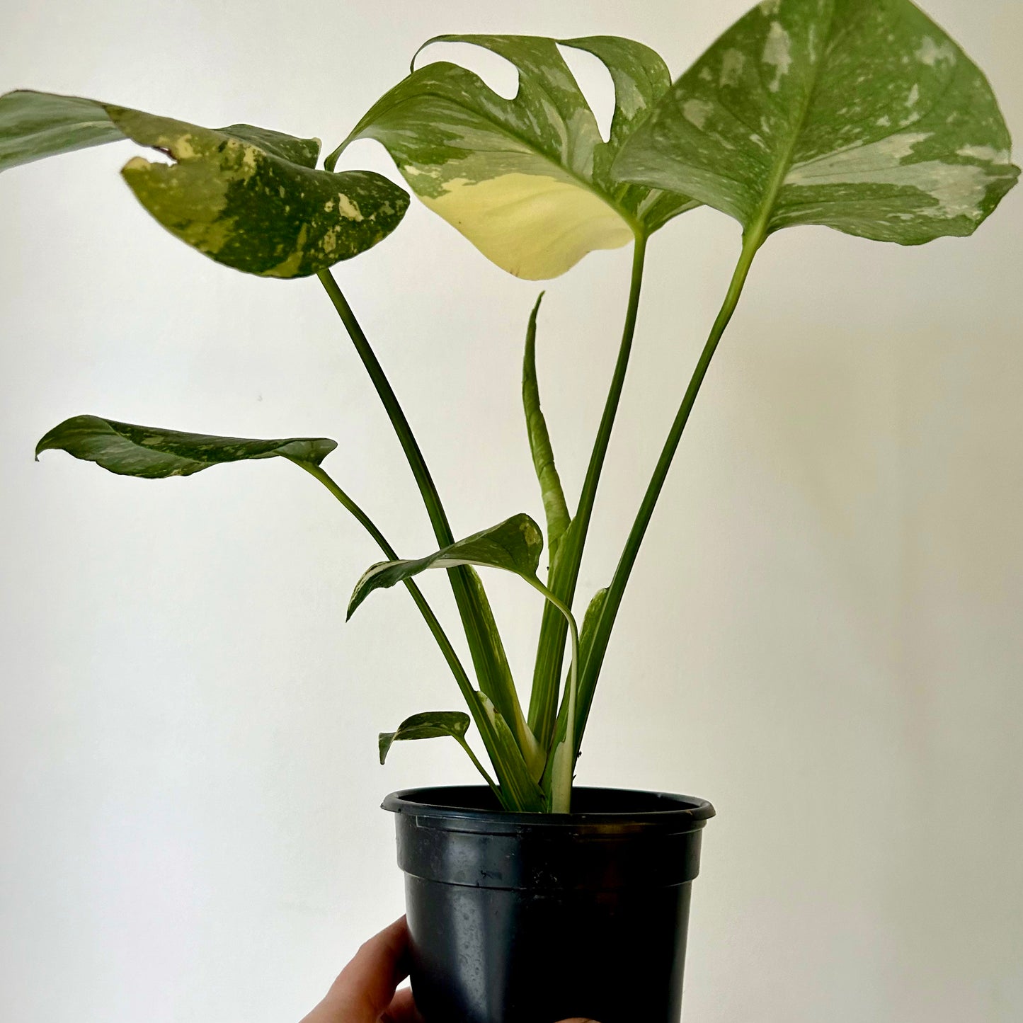 Monstera “Thai Constellation" 3.5”pot