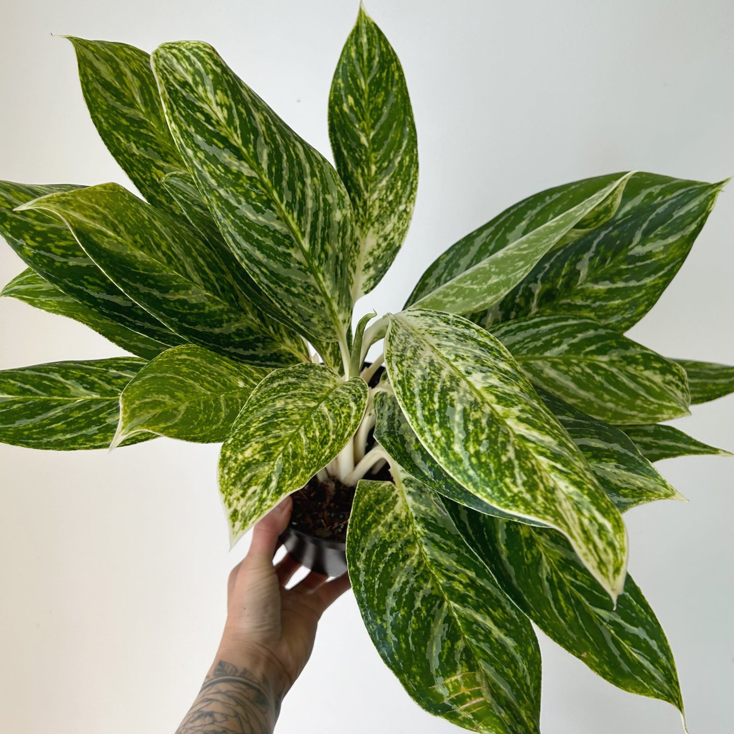 Aglaonema “Golden Madonna” 6" pot