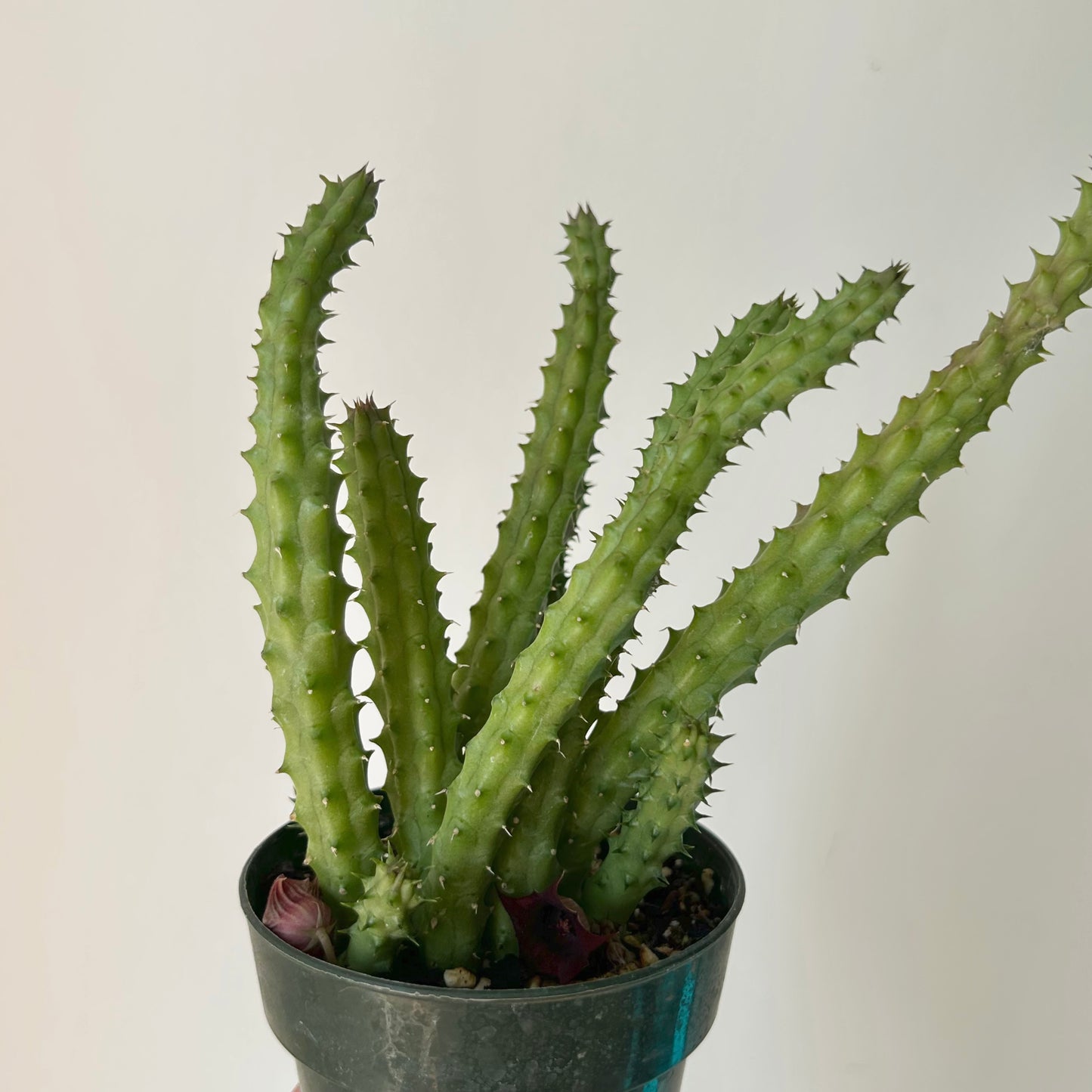 Red Dragon Flower Succulent (huernia schneideriana) 3.5”pot