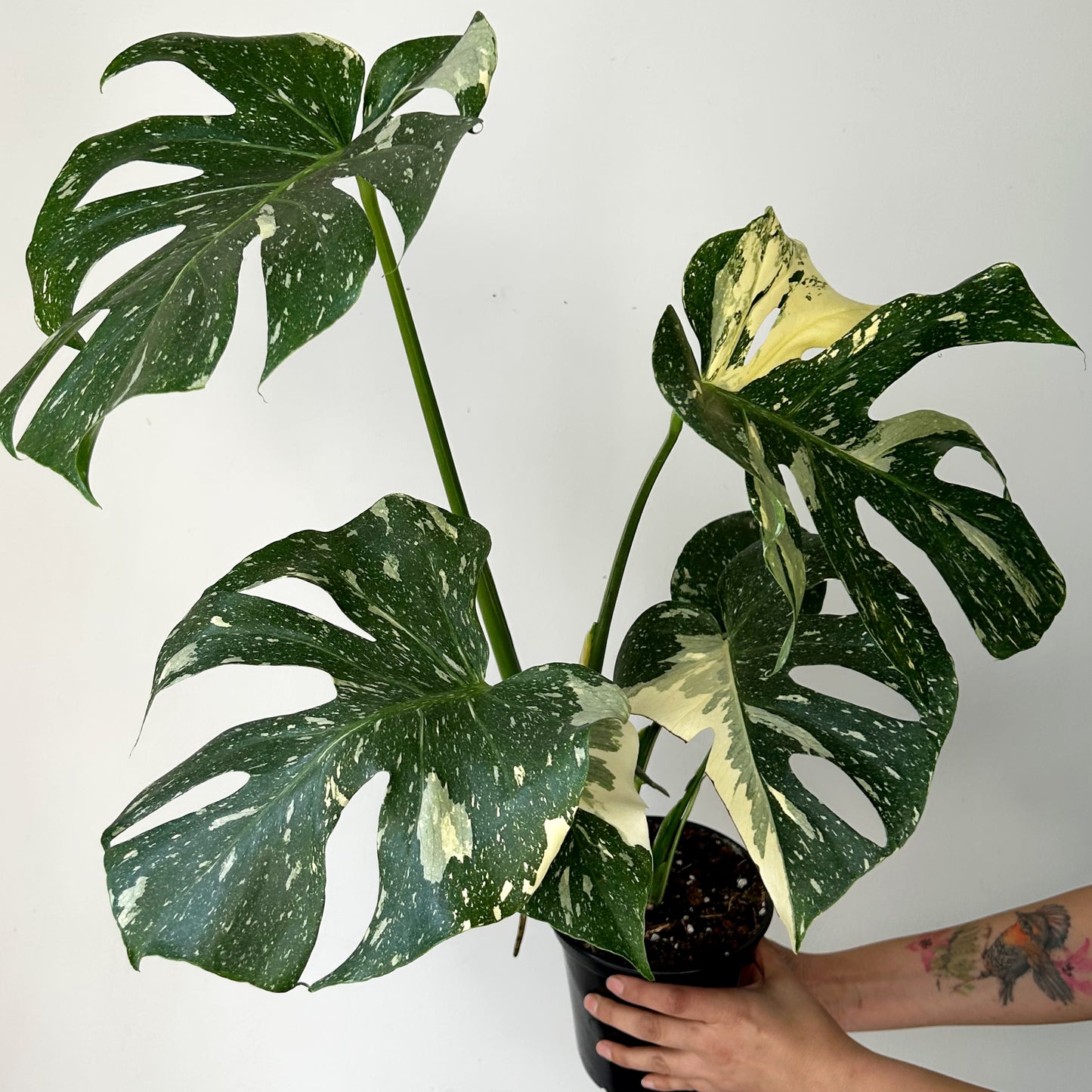 Monstera “Thai Constellation" 6” pot