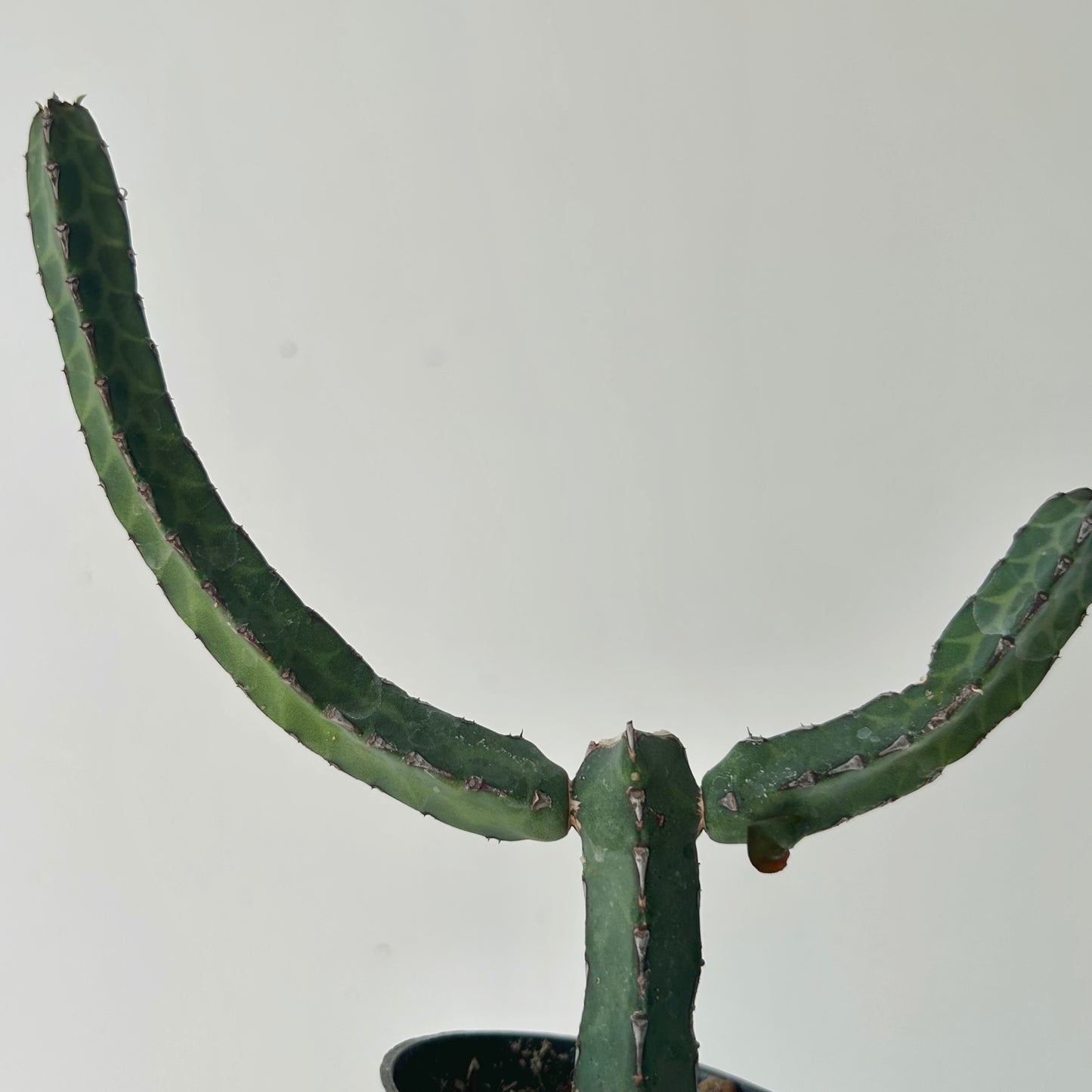 Euphorbia heterochroma 2.5” pot