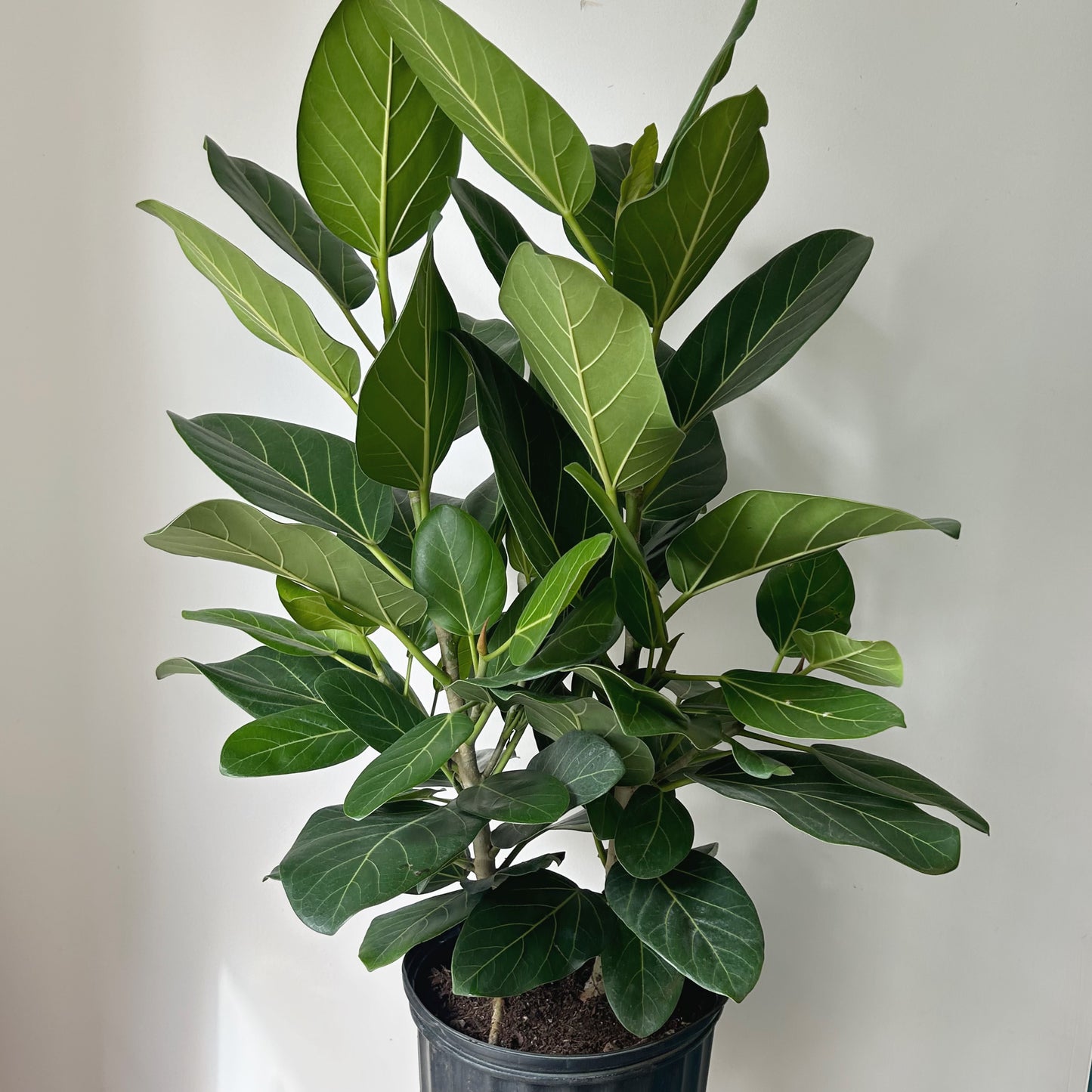 Ficus “Audrey” Bush (approximately 2.5ft tall) 10"pot