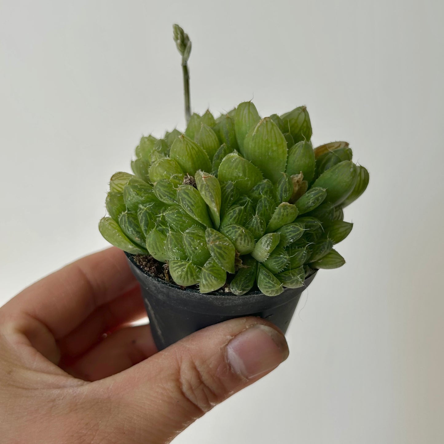 Haworthia cooperi var pilifera 2.5" pot