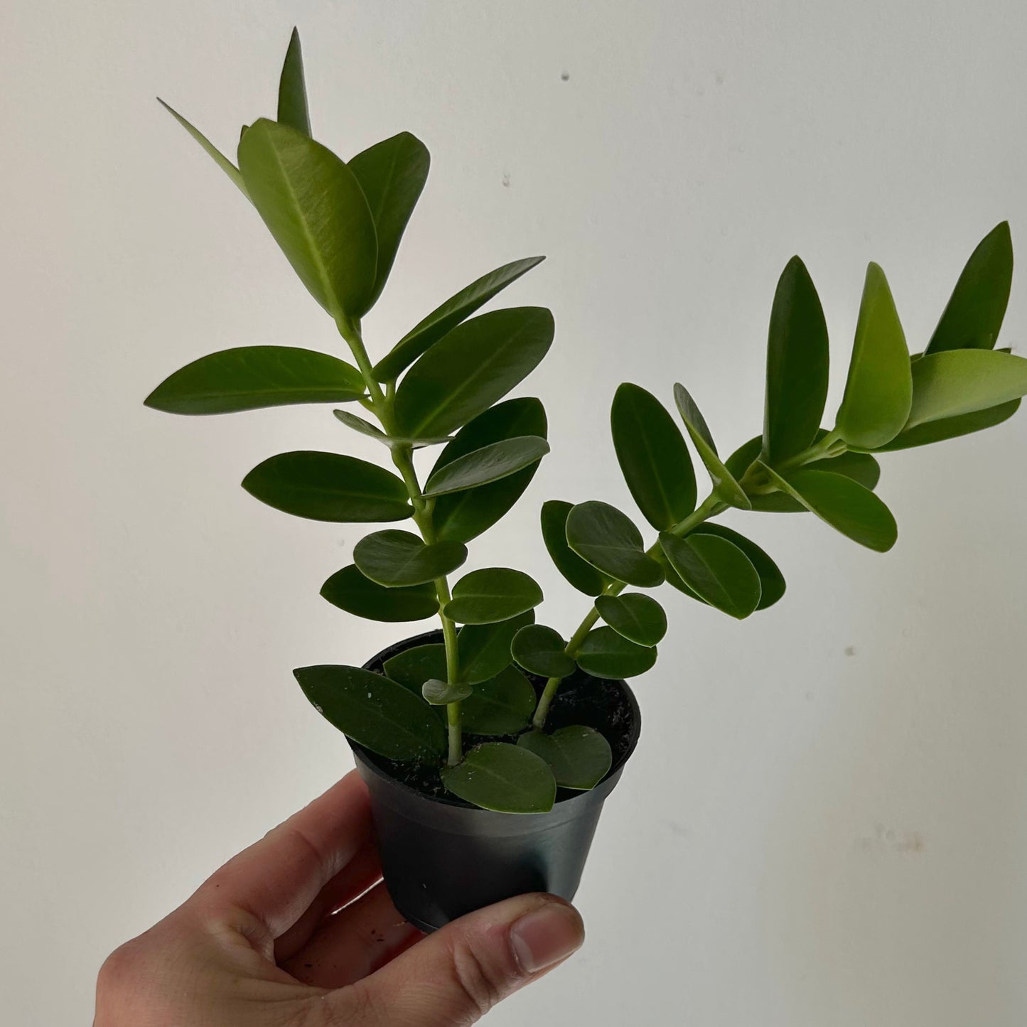 Hoya cumingiana 2.5” pot