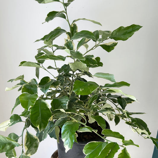 Variegated Lemon Citrus Bush approximately 3ft tall in 10.5”pot