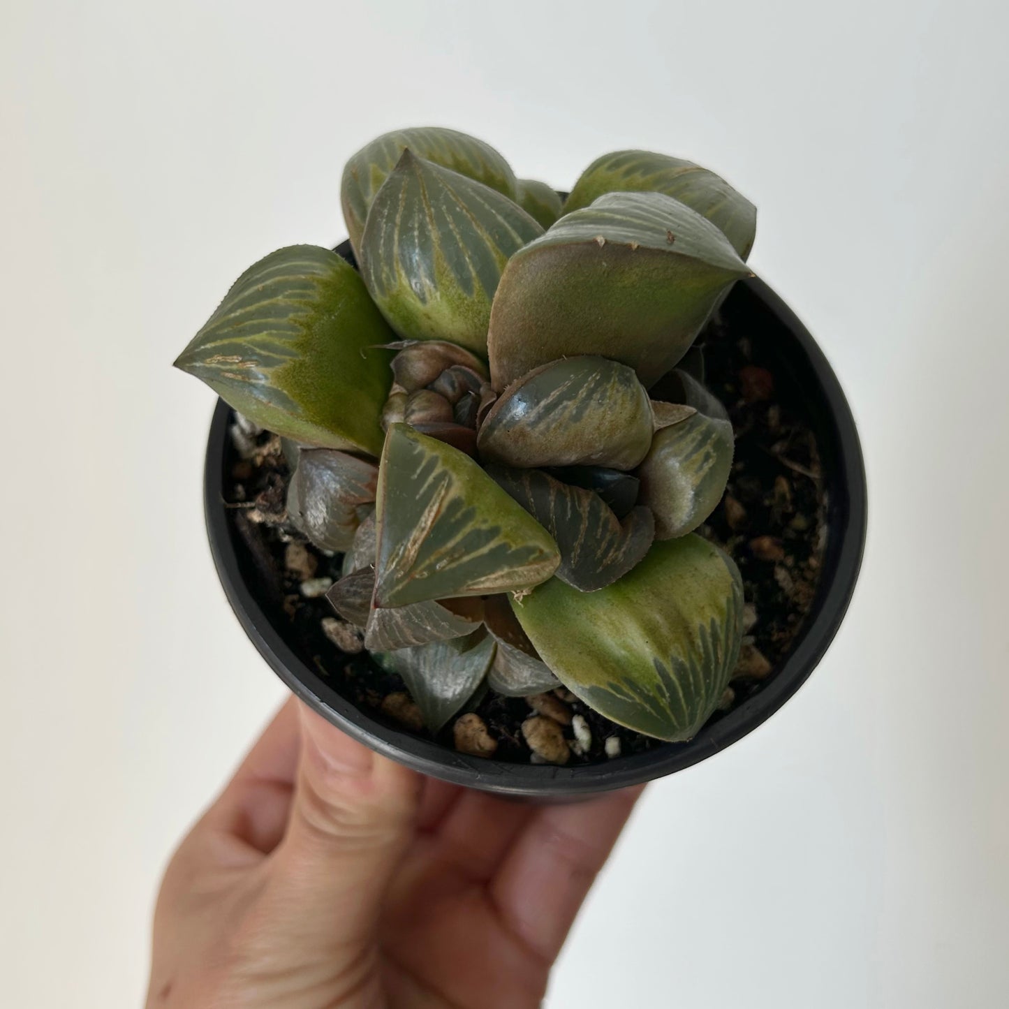 Haworthia xishan 3.5” pot