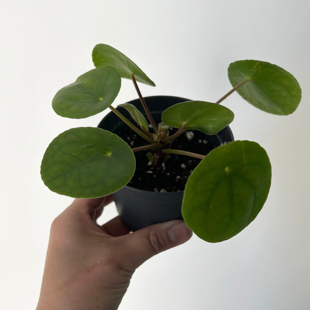 Chinese Money Plant (Pilea Peperomioides) 3.5”pot