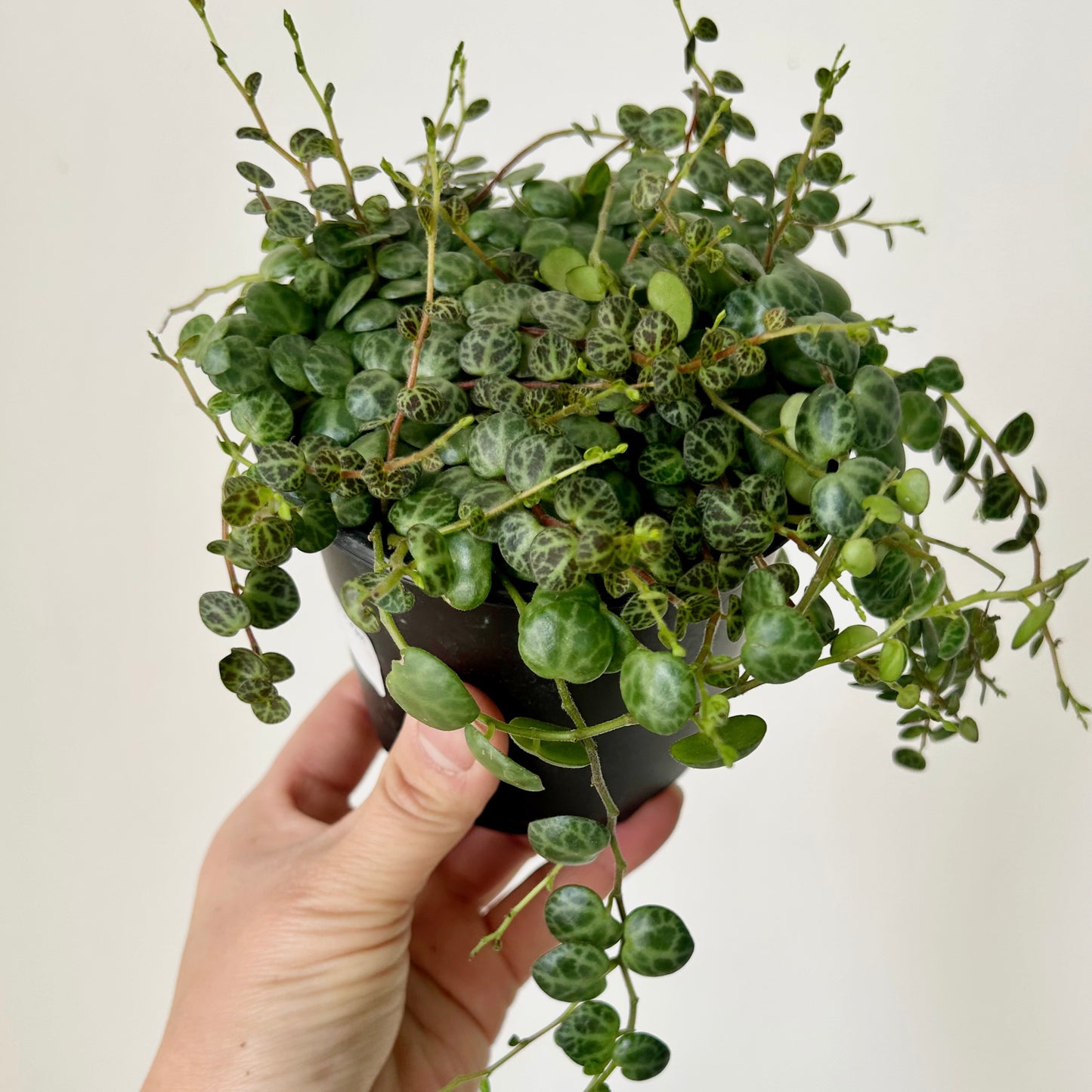 String of Turtles (Peperomia Prostrata) 4”pot