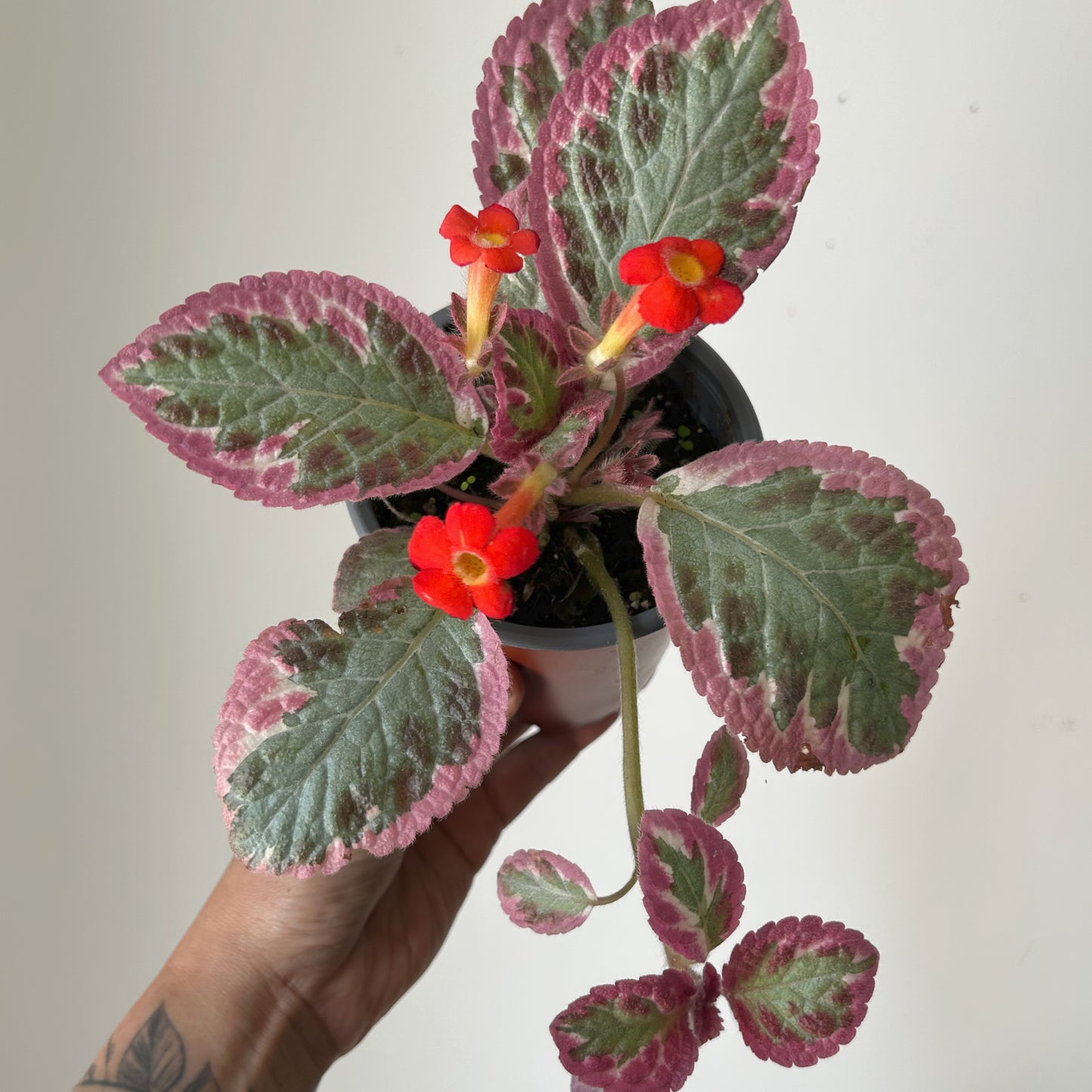 Episcia “Pink Brocade” 4” pot