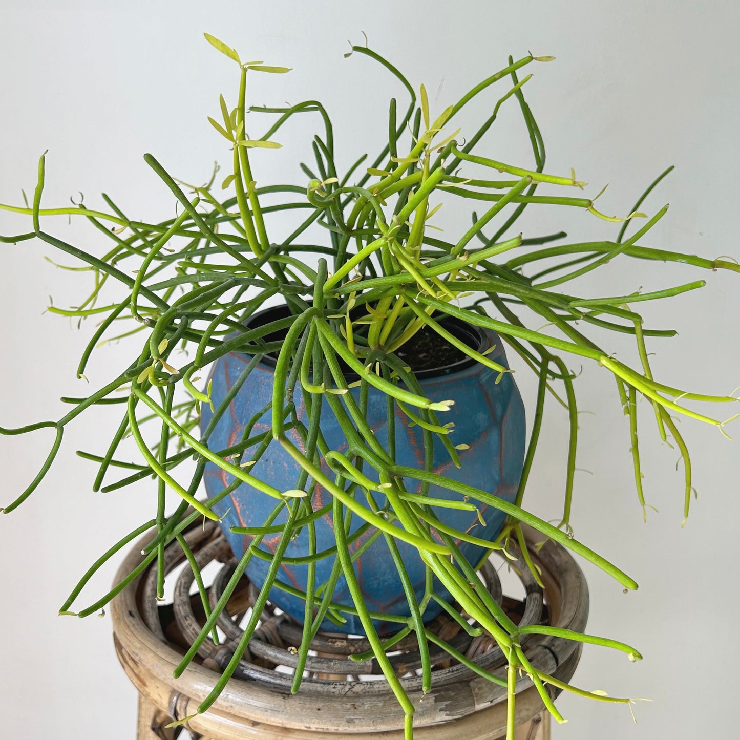 ARIES BLUE Modern Geometric Planter (8”x10”)