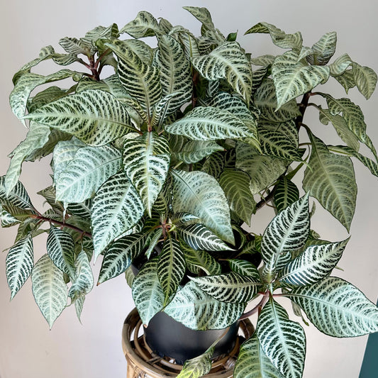 Aphelandra squarrosa “Snowflake” 11” pot