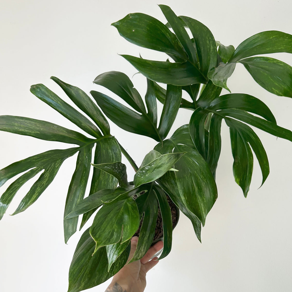 Variegated Dragon Tail (Rhaphidophora decursiva Variegata