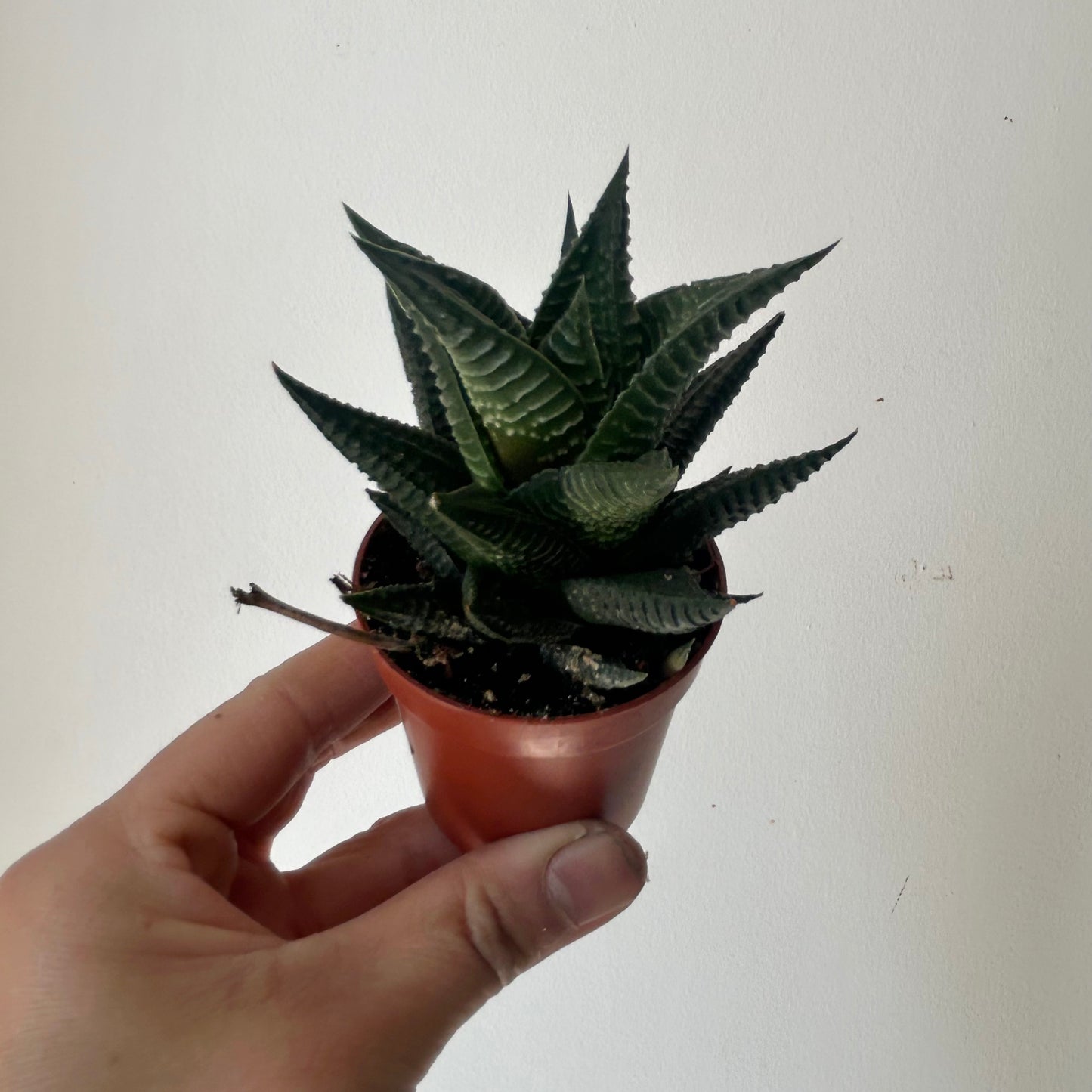 Haworthia Limifolia 2.5" pot