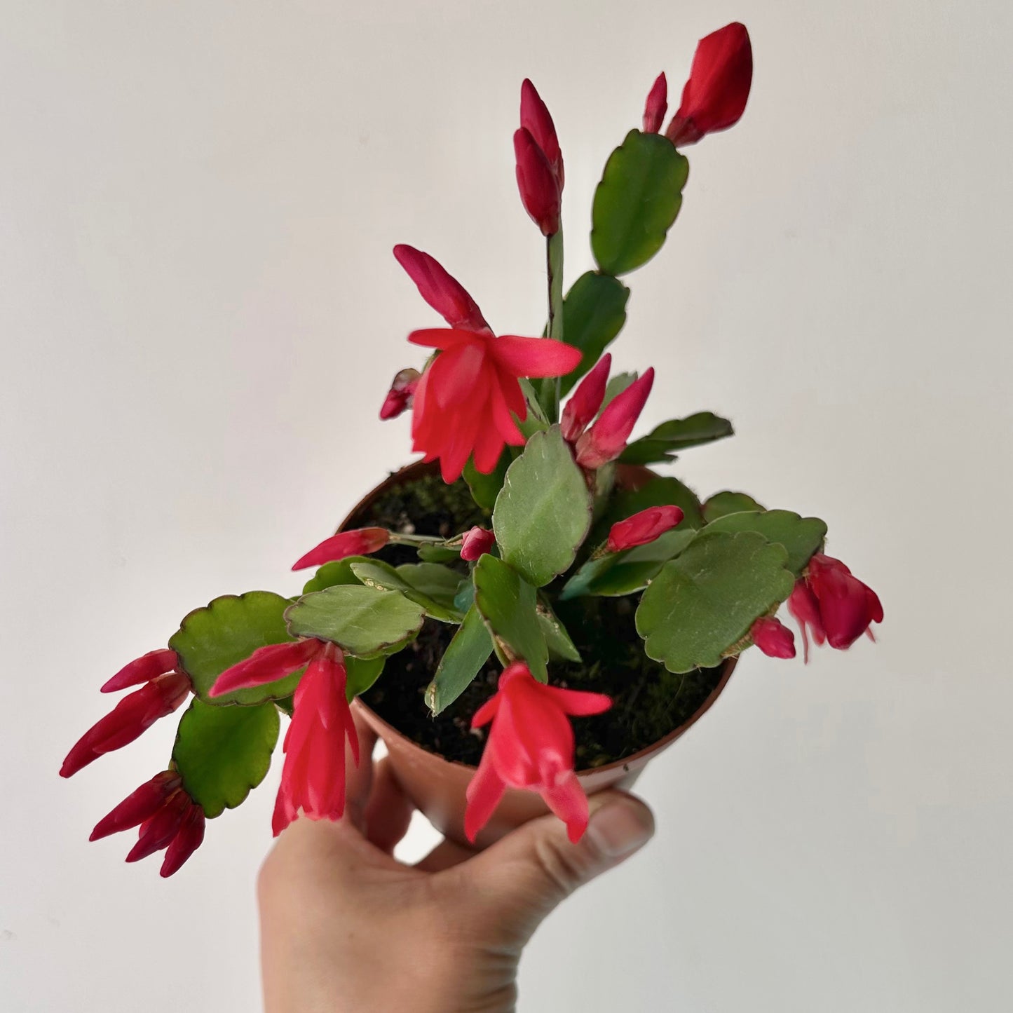 Easter Cactus (Rhipsalidopsis gaertneri ) 4”pot