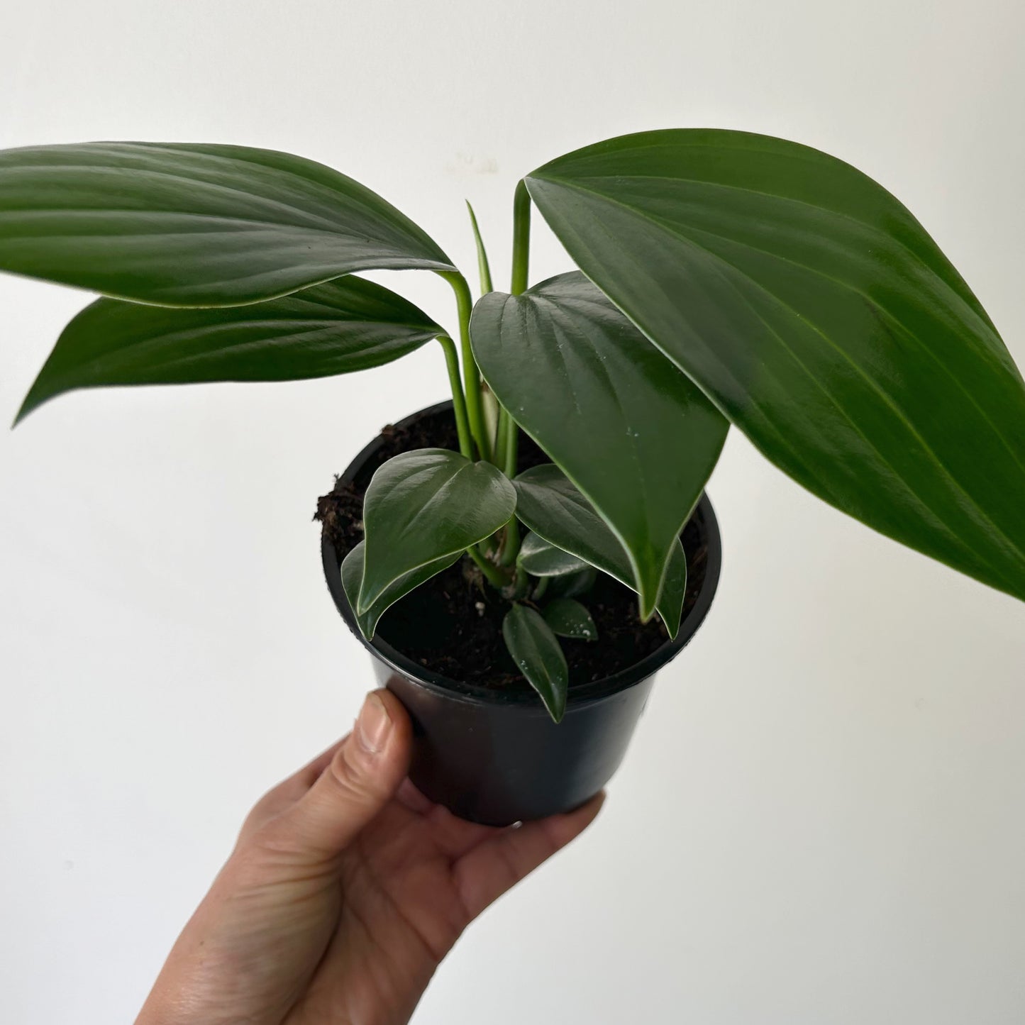 Dragon Tail Plant (Rhaphidophora Decursiva) 4”pot