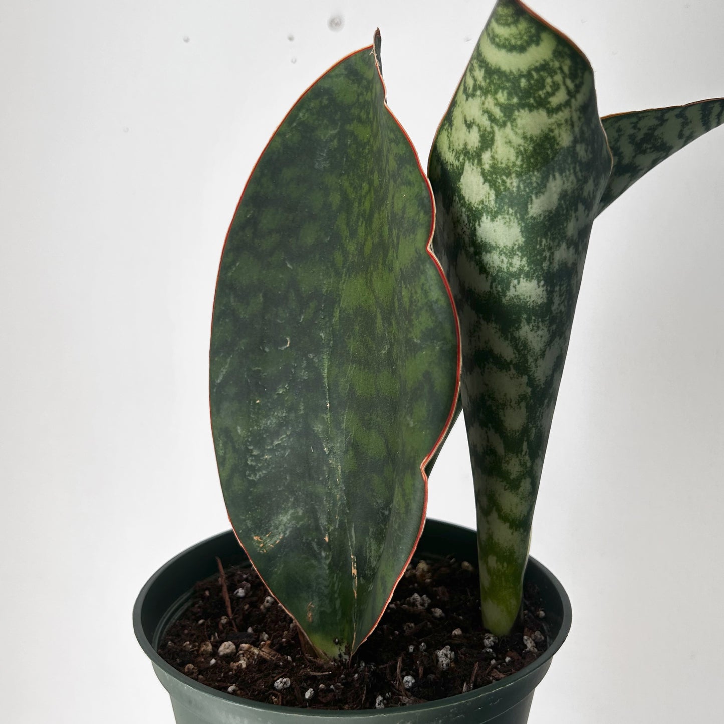 Sansevieria “Whale Fin” in 6” pot