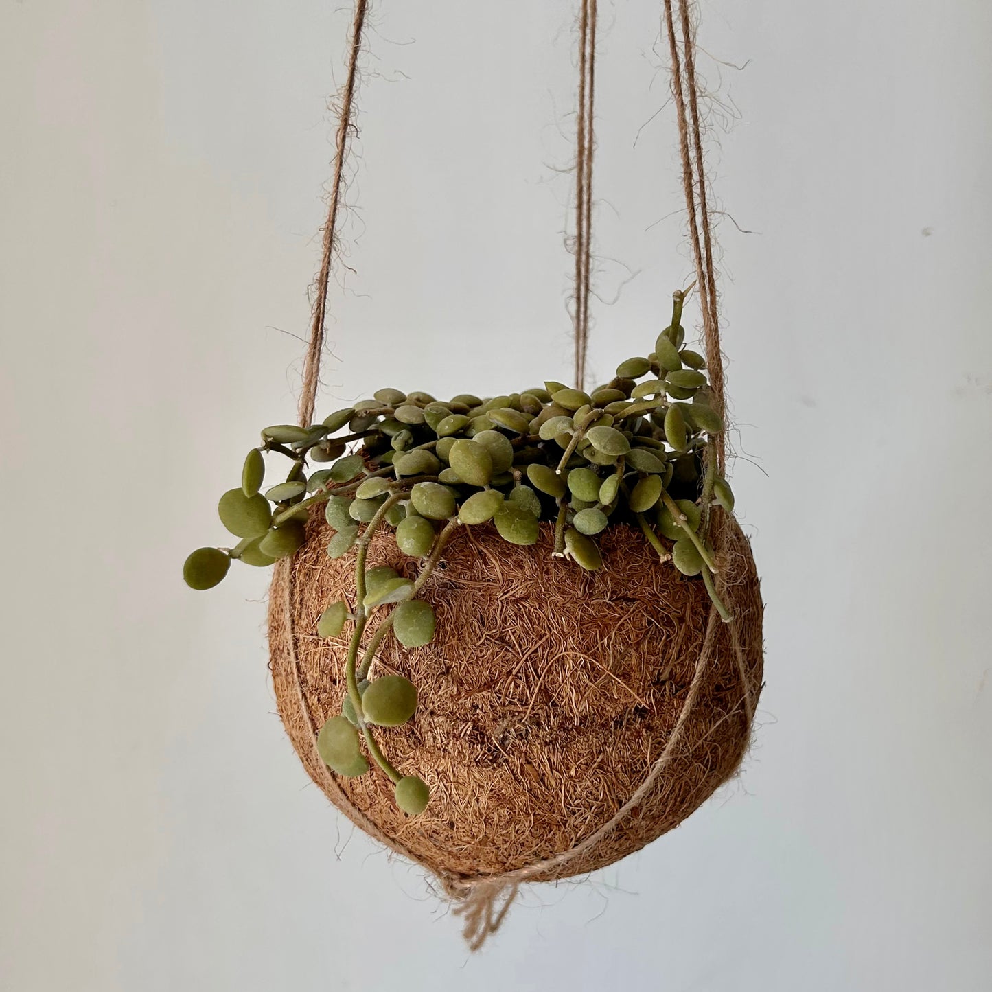 String of Nickels (Dischidia nummularioides) 3.5” pot