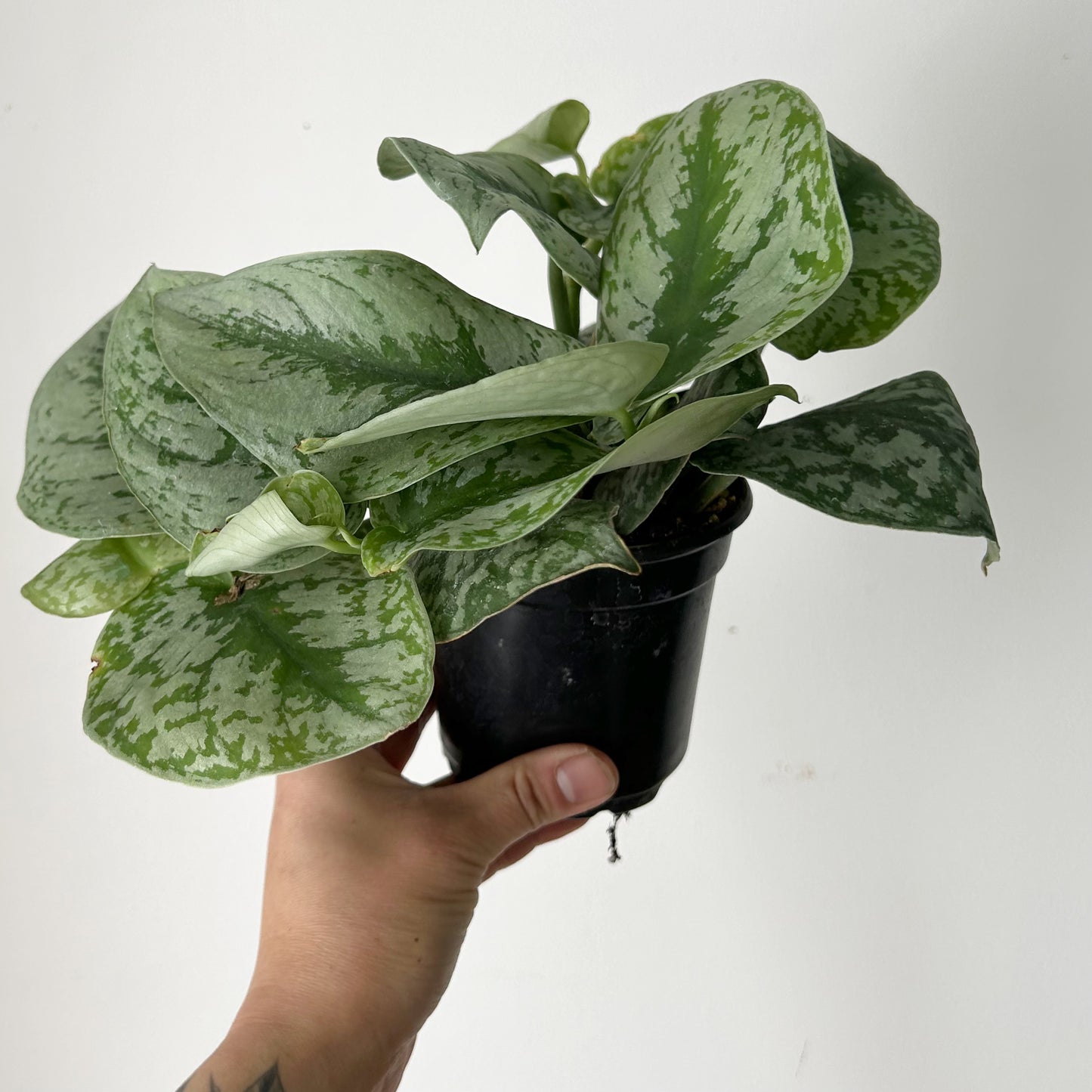 Scindapsus Pictus "Exotica" 4”pot