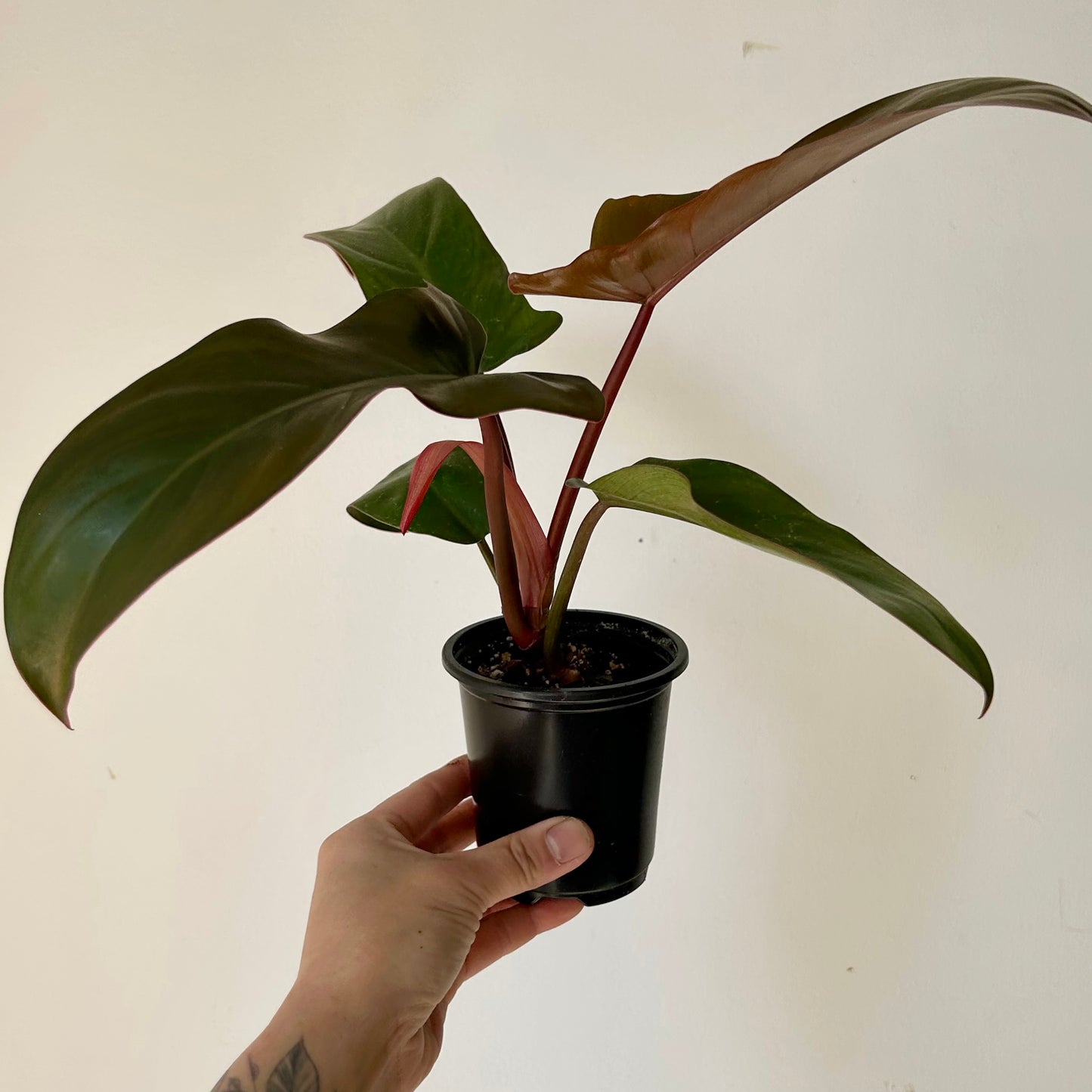 Philodendron Florida Bronze 3.5" pot