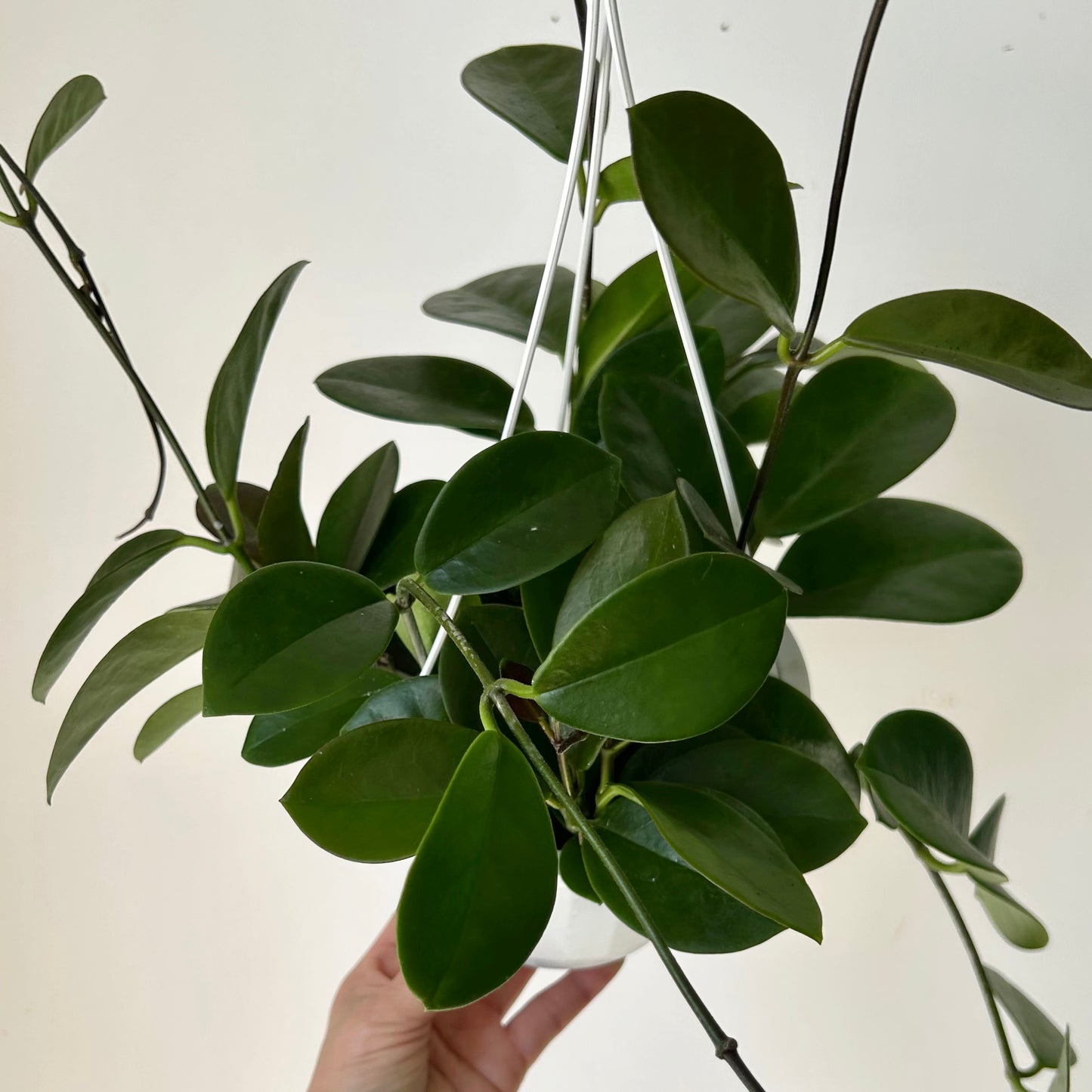 Hoya Australis 6” hanging basket