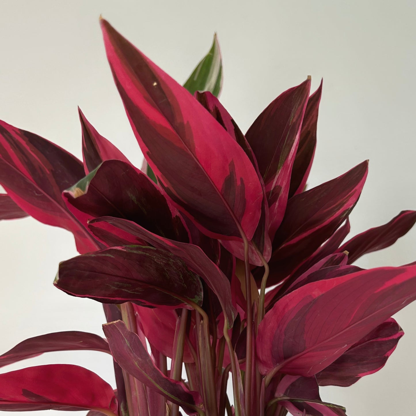 Calathea Stromanthe Triostar 6”pot