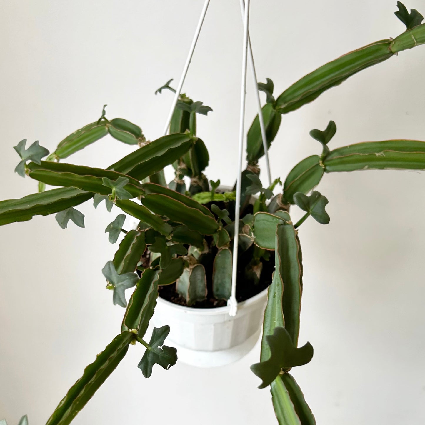 Grape Veldt (Cissus quadrangularis) 6” hanging basket