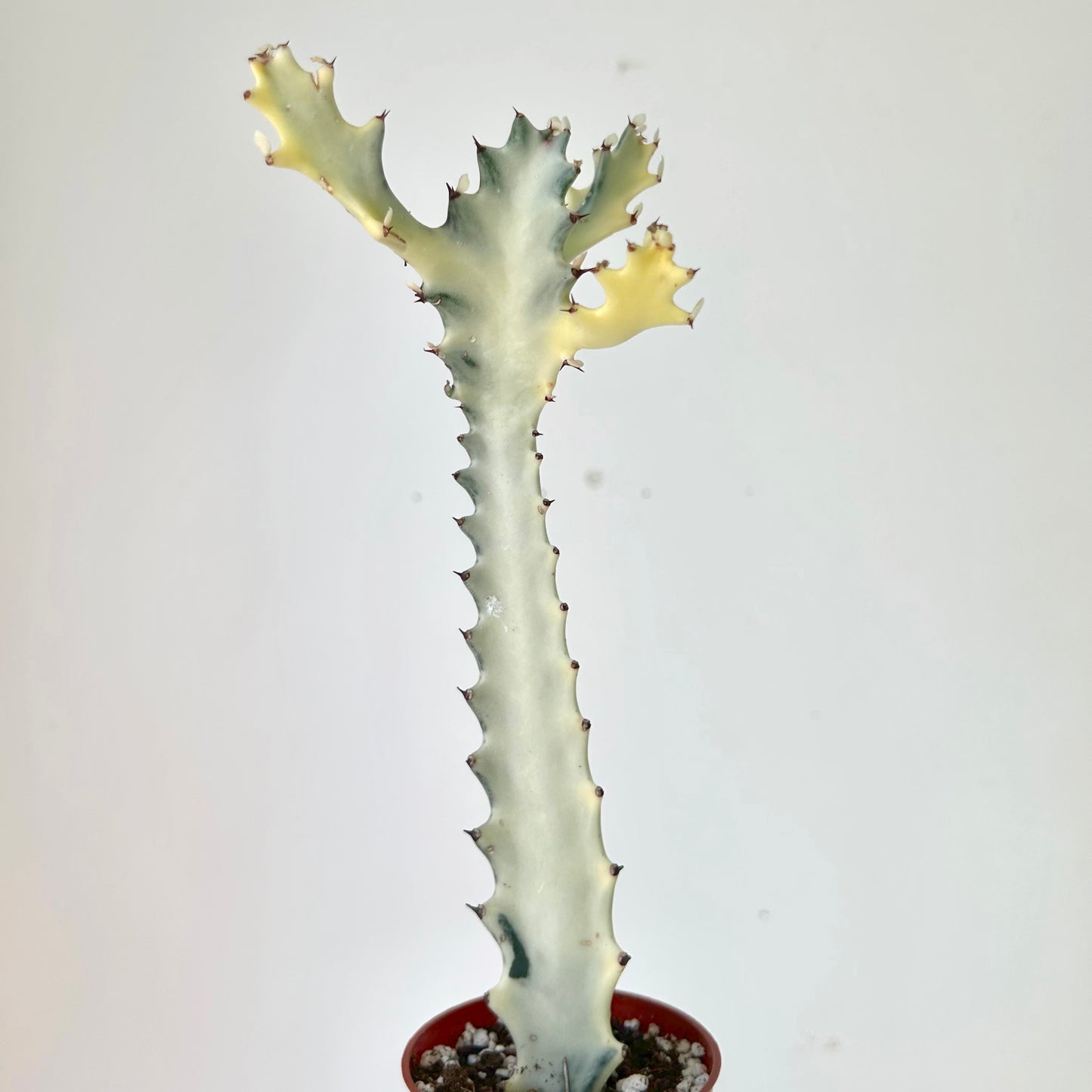 Euphorbia lactea 'White Ghost' 2.75”pot