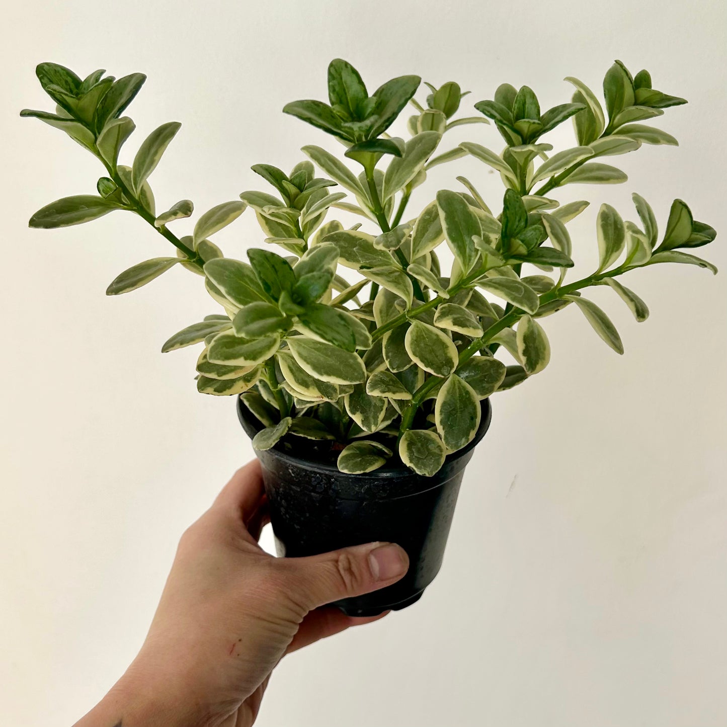 Goldfish Plant (Nematanthus) Variegated 4”pot