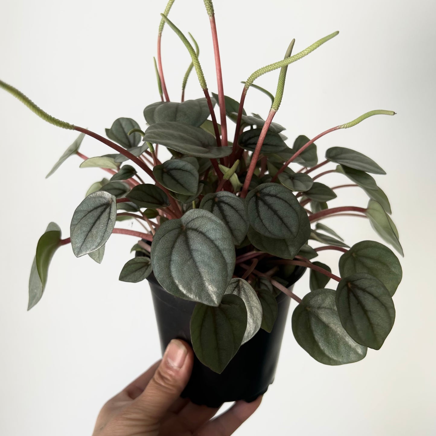 Peperomia "Napoli Nights" 4”pot