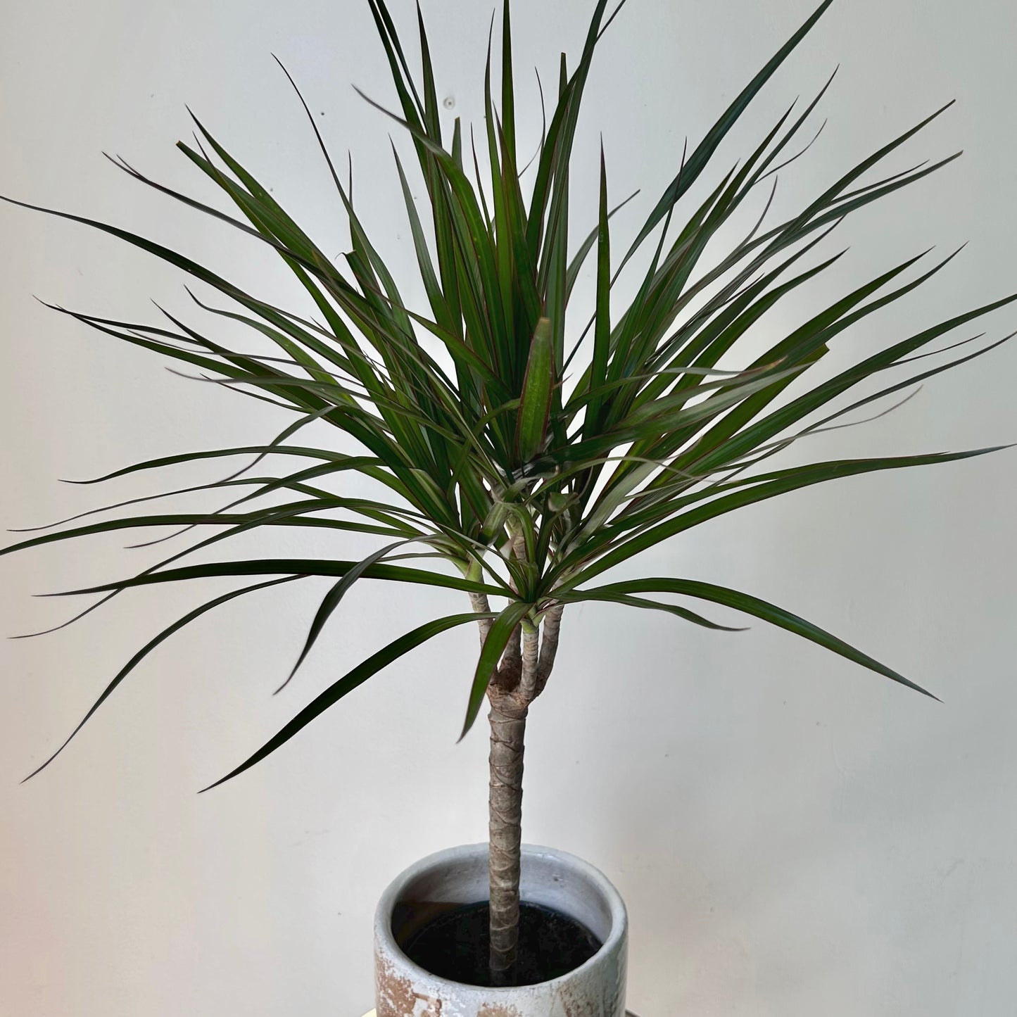Dragon Tree (Dracaena Marginata) approximately 2.5ft tall in 6” pot