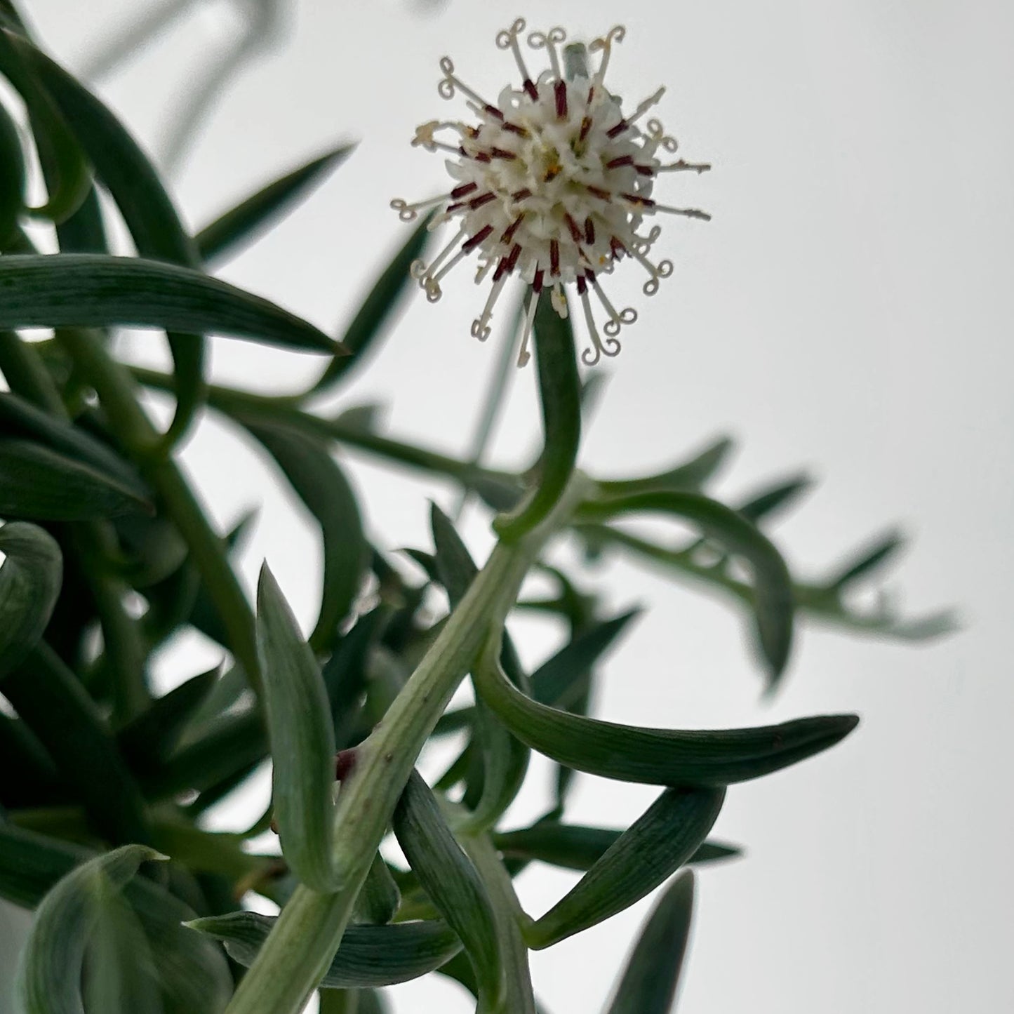 String of Fishhooks (Senecio) 6” hanging basket