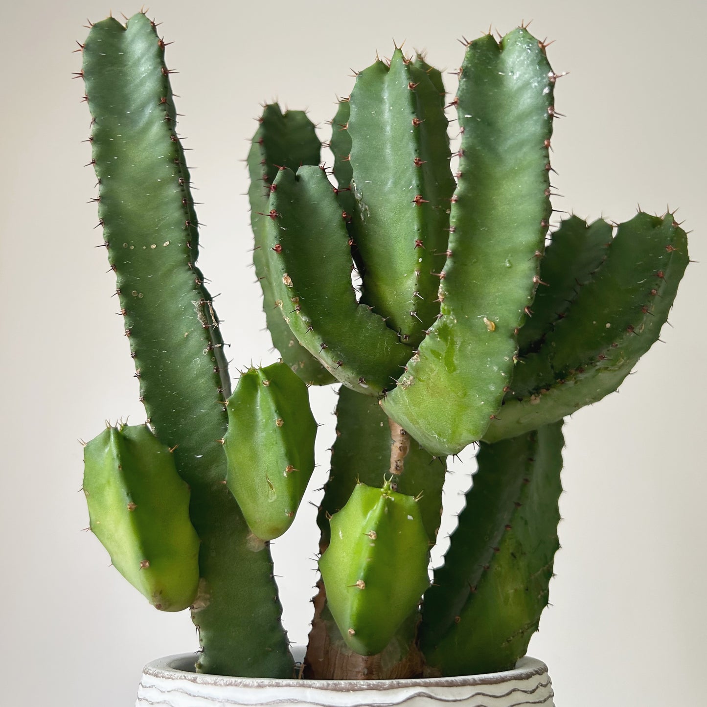 Resin Spurge (Euphorbia resinifera) 5”pot