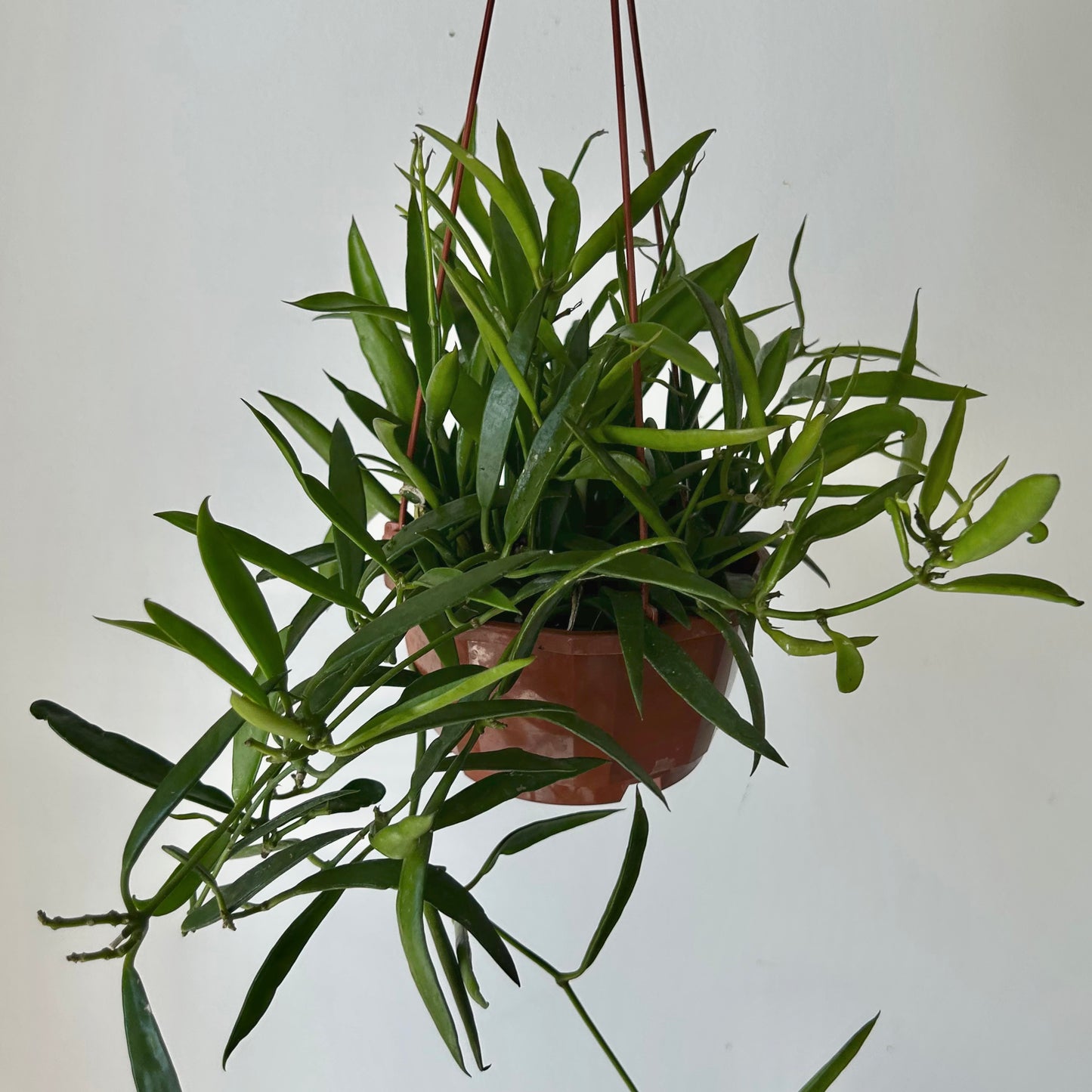 Dischidia Philippines 4.5” hanging basket